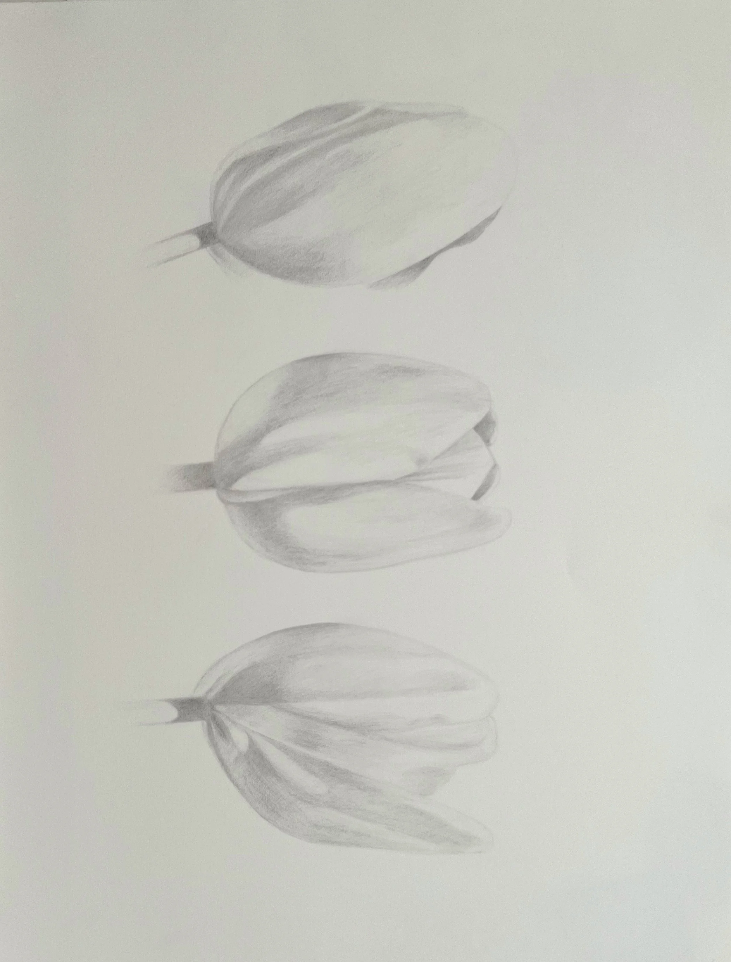 Tulip Cosmos, 24 x 18",  graphite on paper