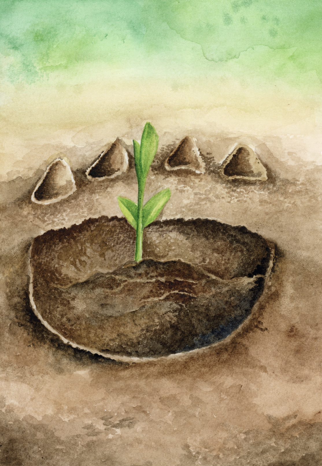 'Turtle Footprint 2'