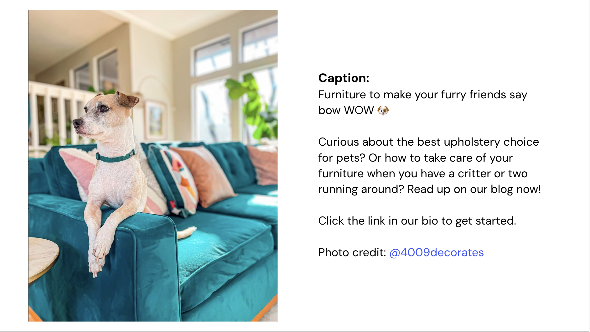 A dog sitting on a turquoise couch in a brightly lit living room with large windows, pillows, and houseplants.