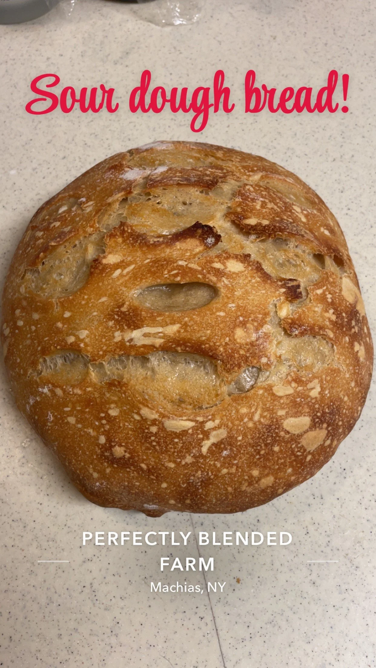 Sourdough Bread