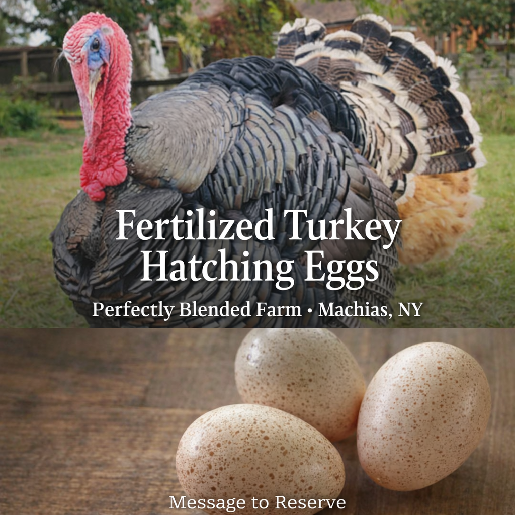 Fertilized turkey eggs