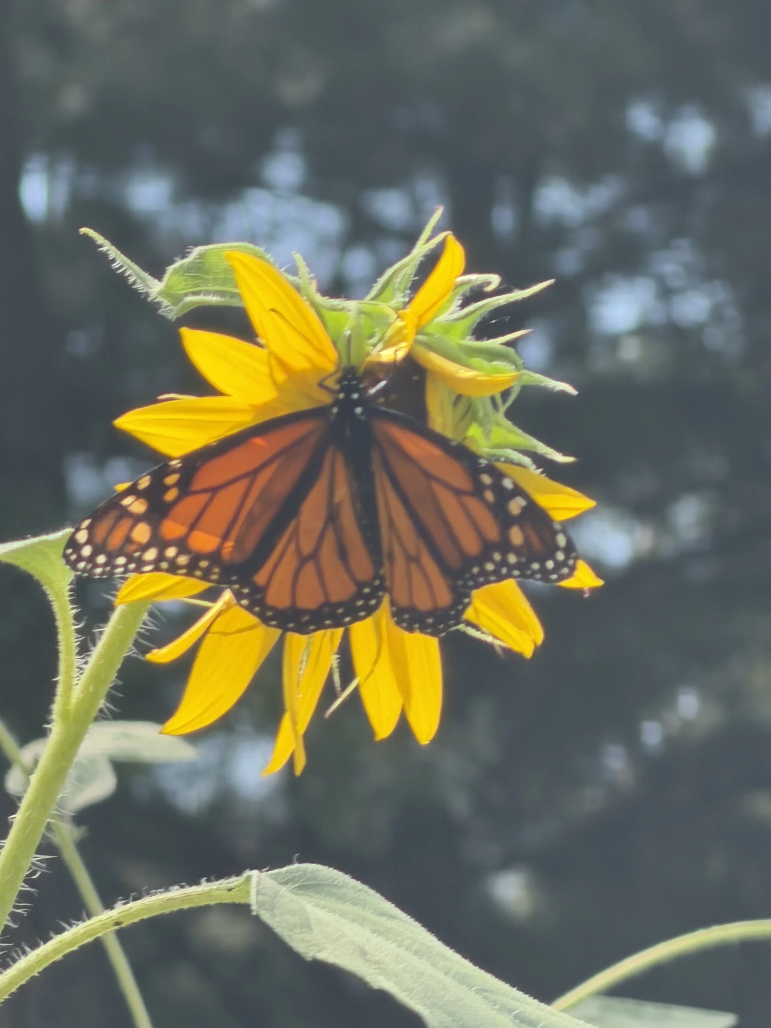 JUST A MOMENT: NATURE WONDERINGS