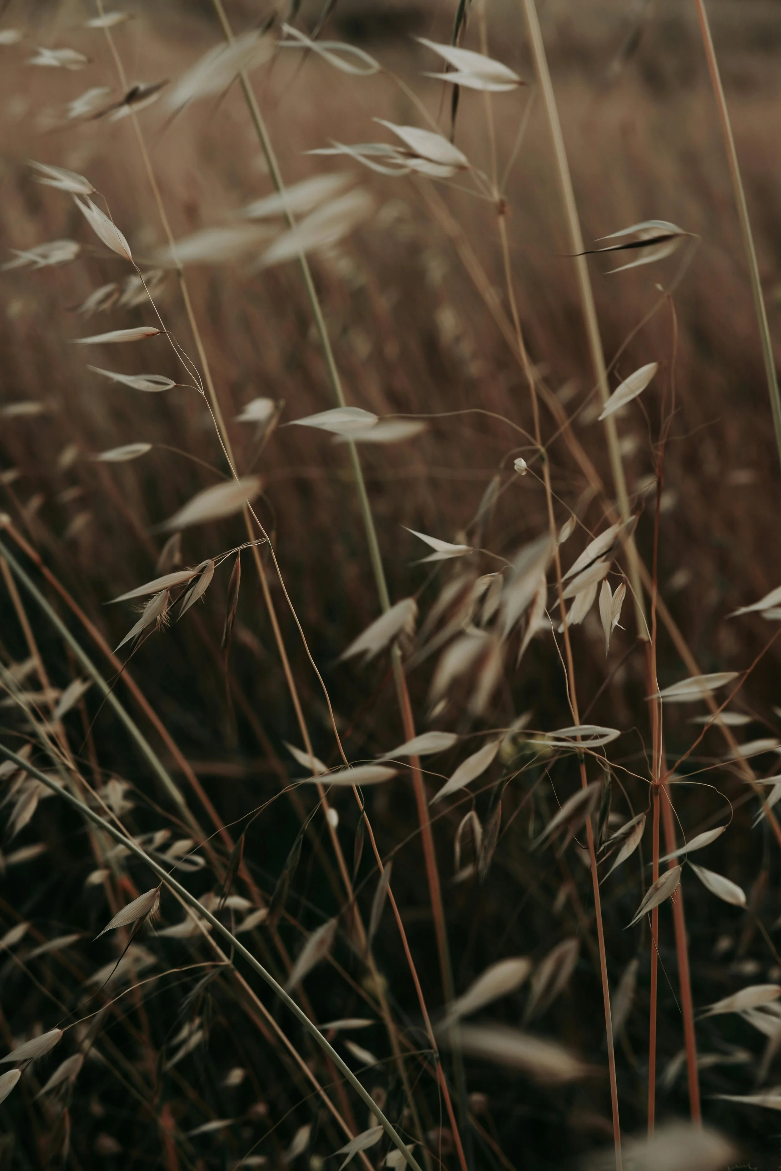 Practicing nervous system regulation and nature walks, menopause protocol for mental health