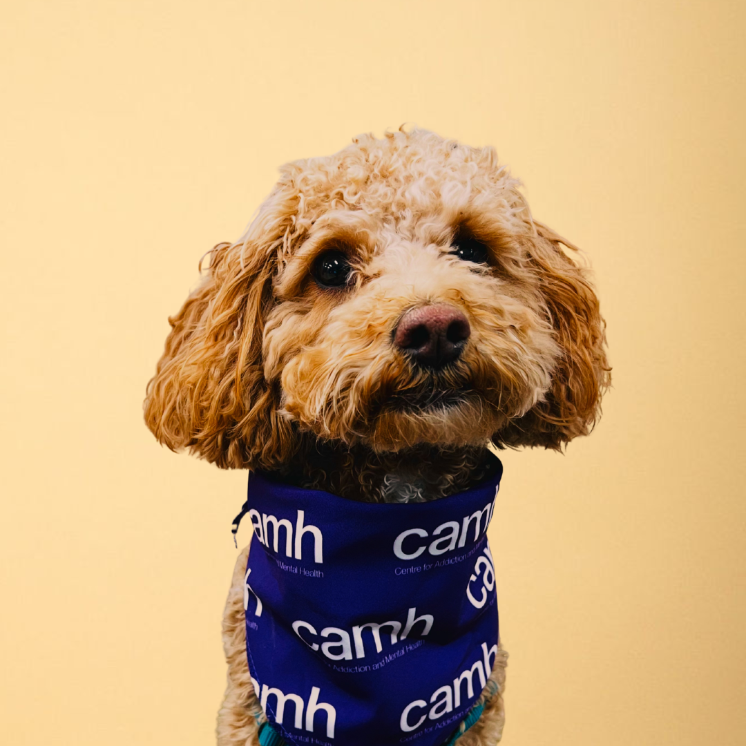 CAMH therapy dog