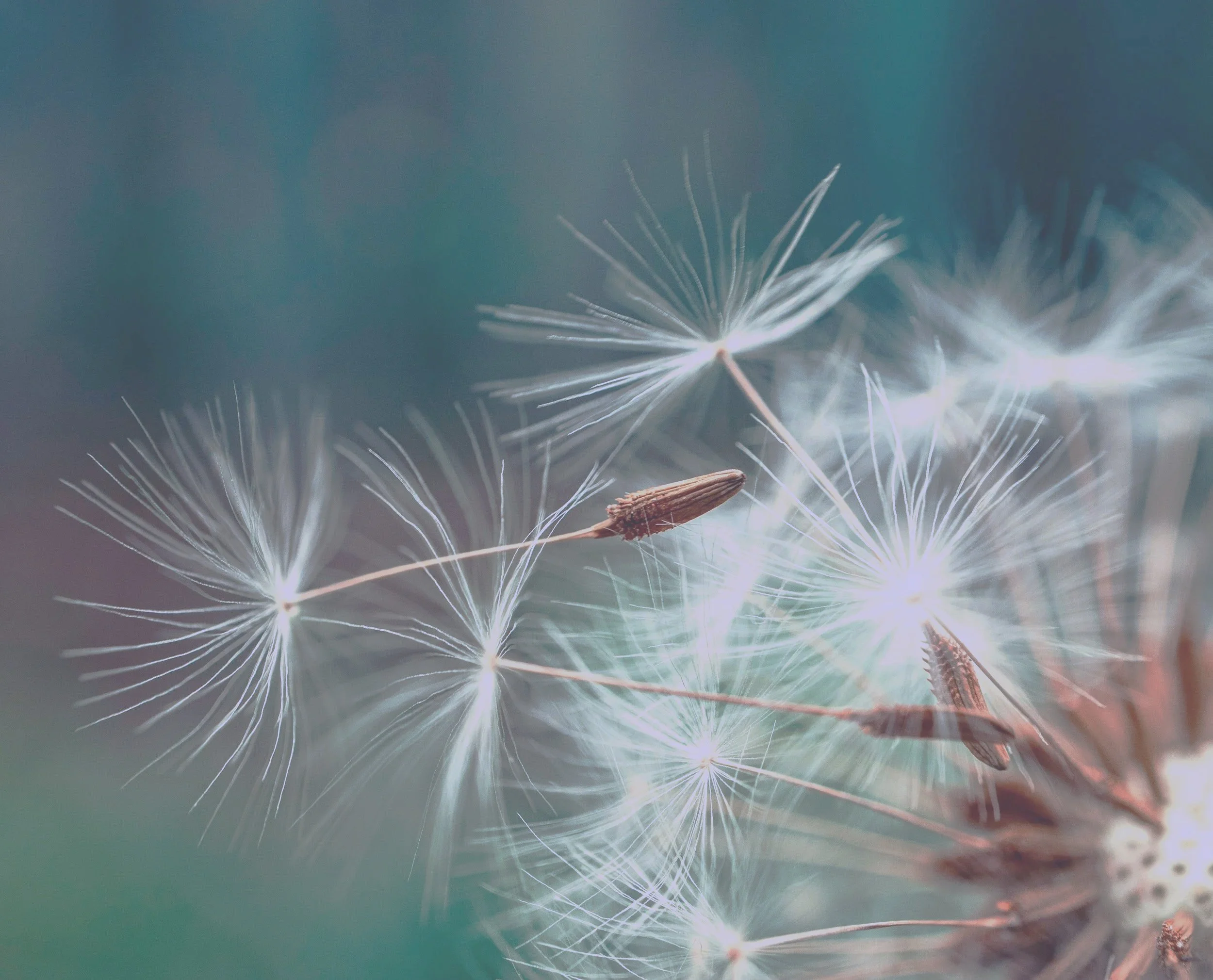 Practicing nervous system regulation and nature walks. Psychedelics- Assisted Therapy & Integration