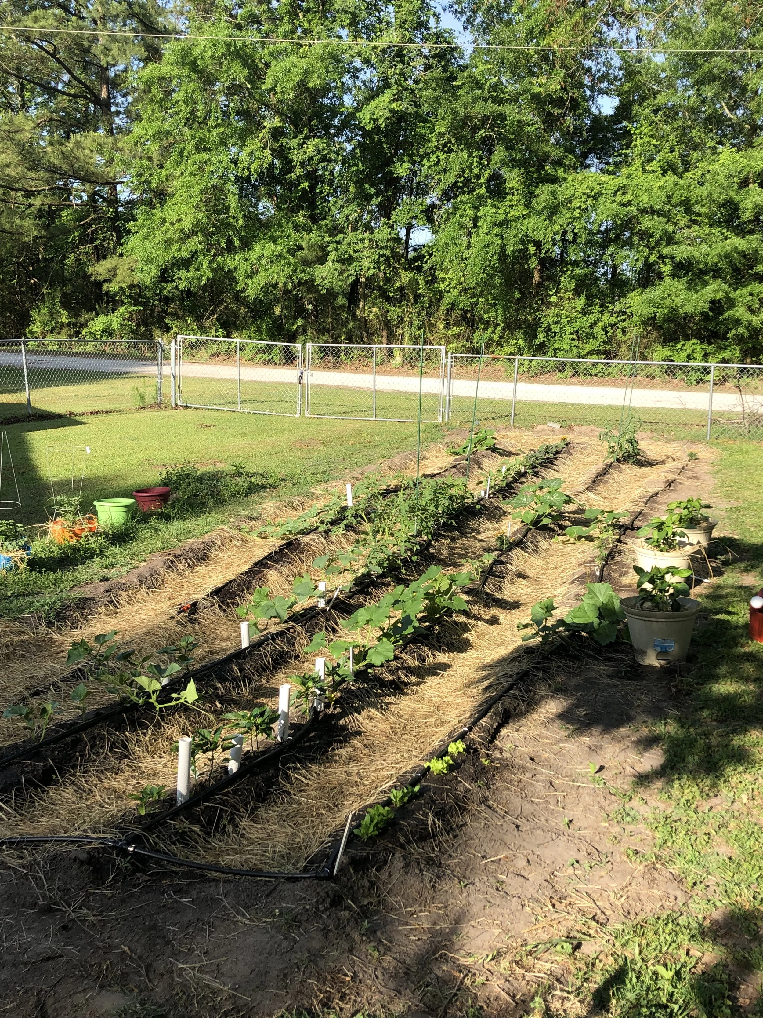 A garden with vegetable plants growing in rows, with some in pots, surrounded by a chain-link fence, and a large green tree in the background.