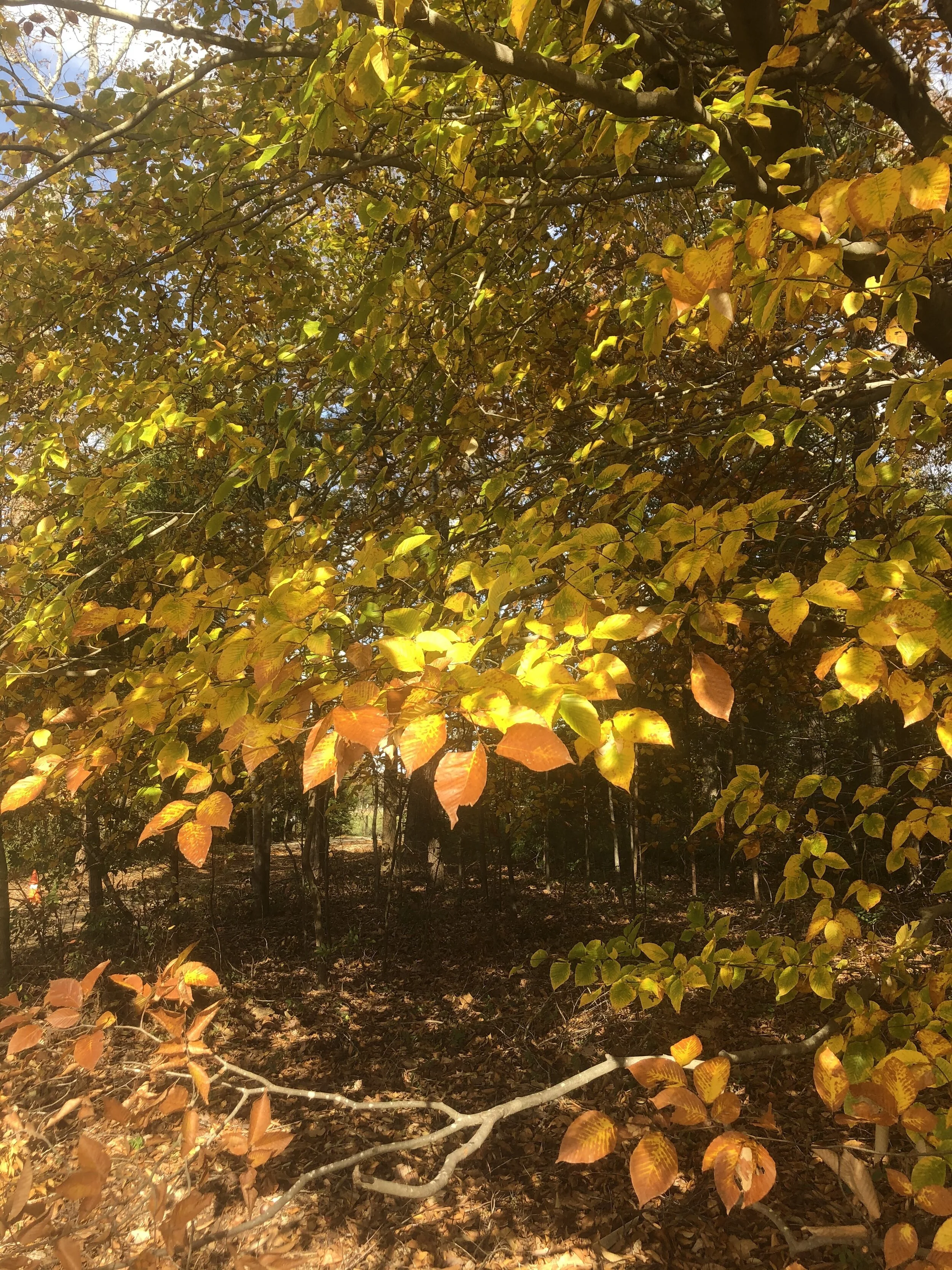 The golden leaves are magical to me…makes me so happy!