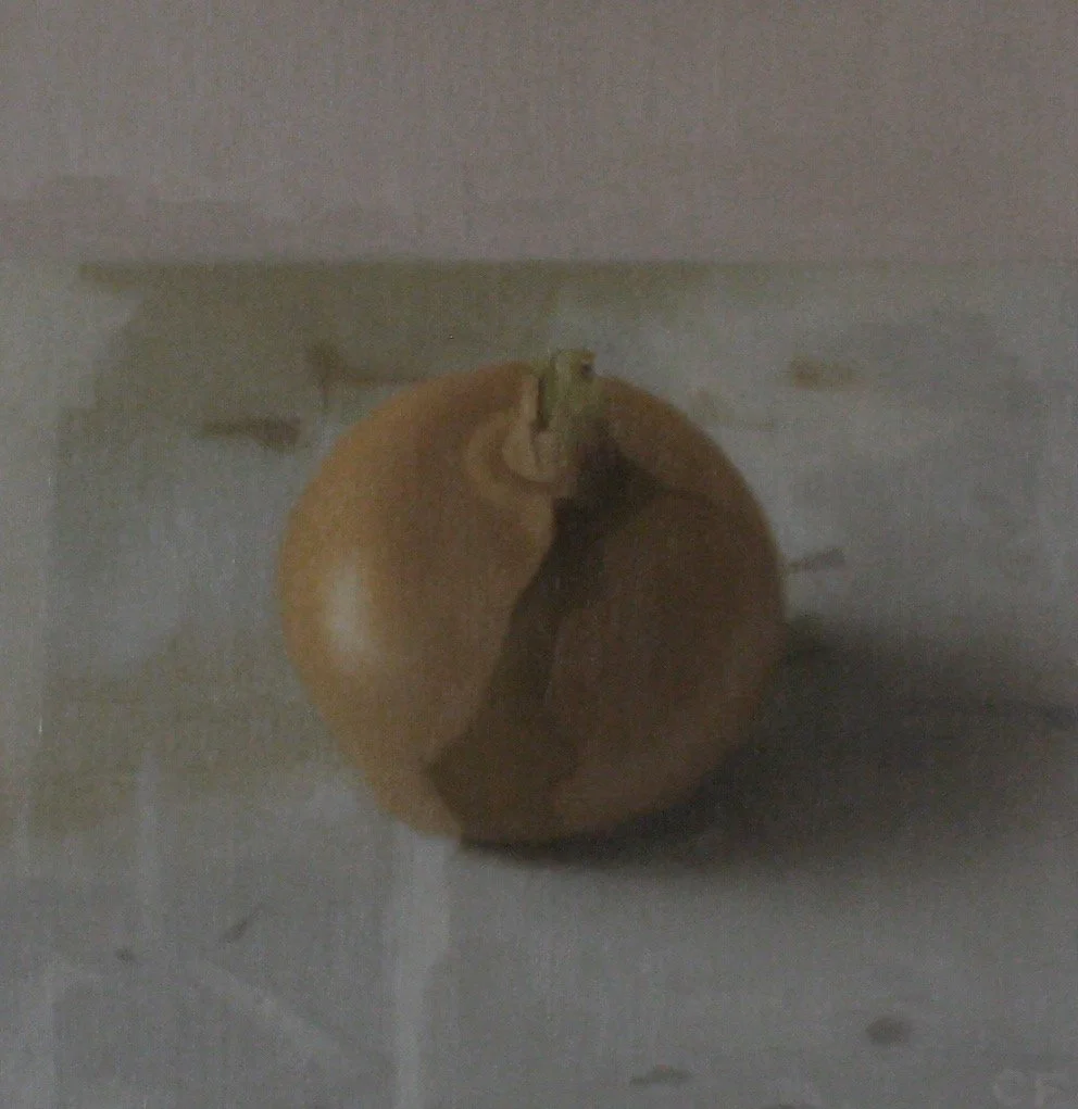 Onion, 2008, 9 x 9”