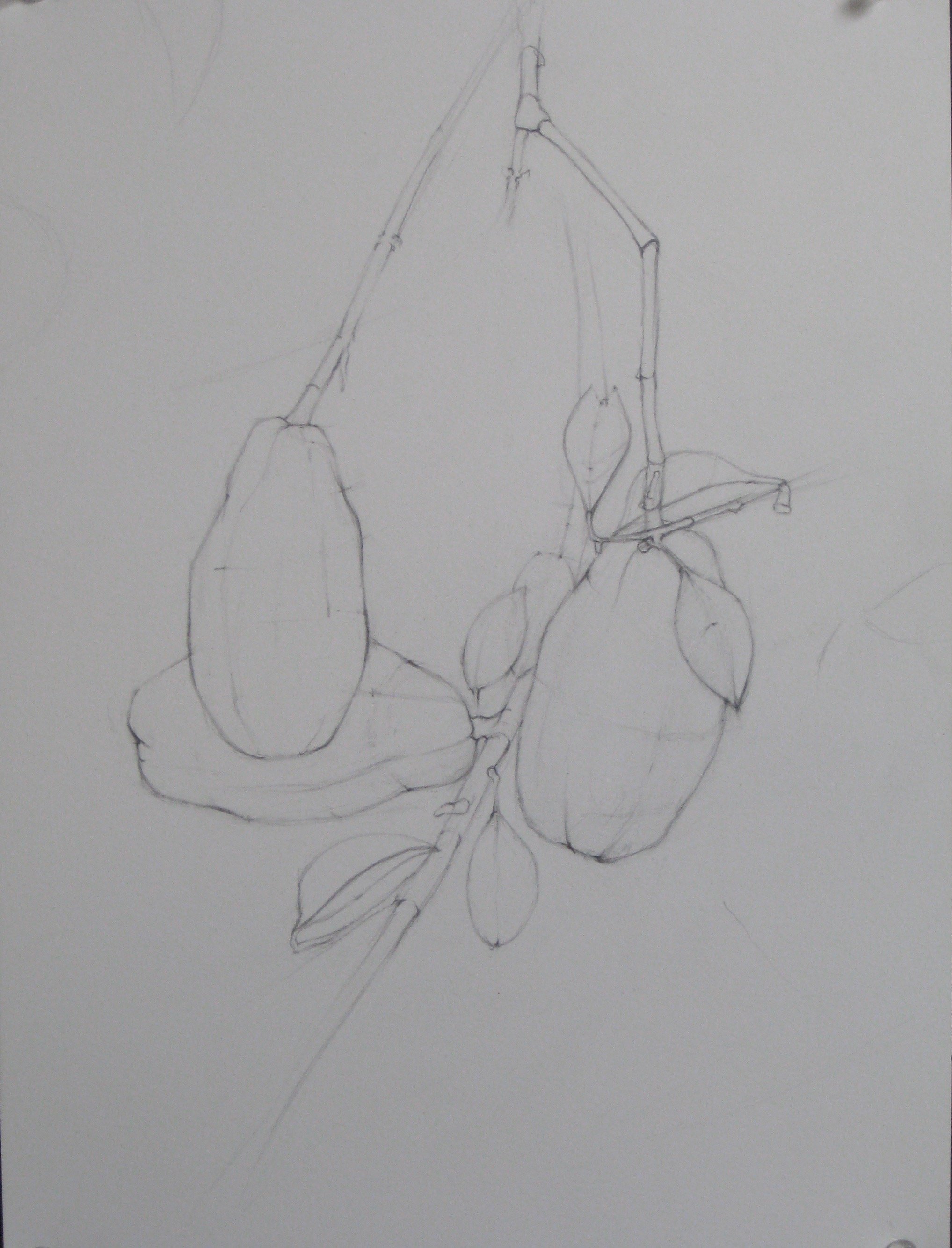 Fruit, 2007, 11 x 14”