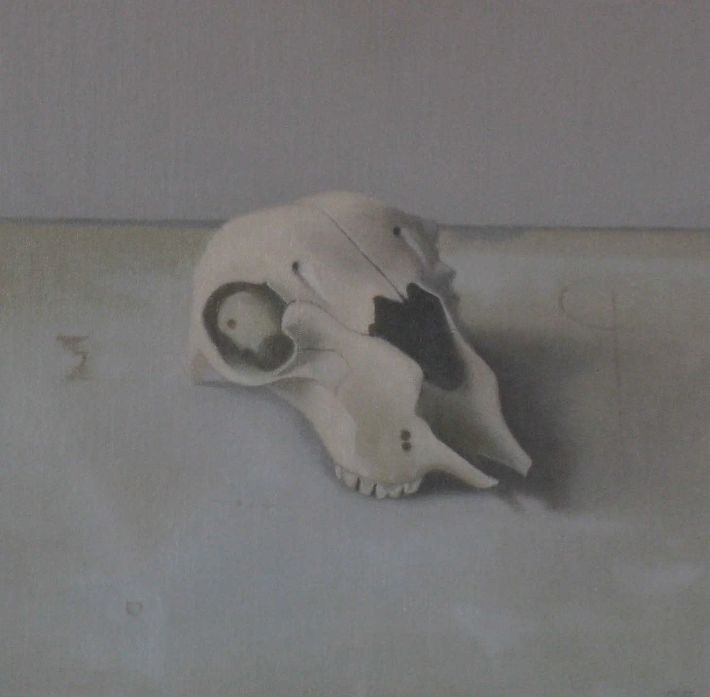 Sheep Skull, 2008, 11 x 12”
