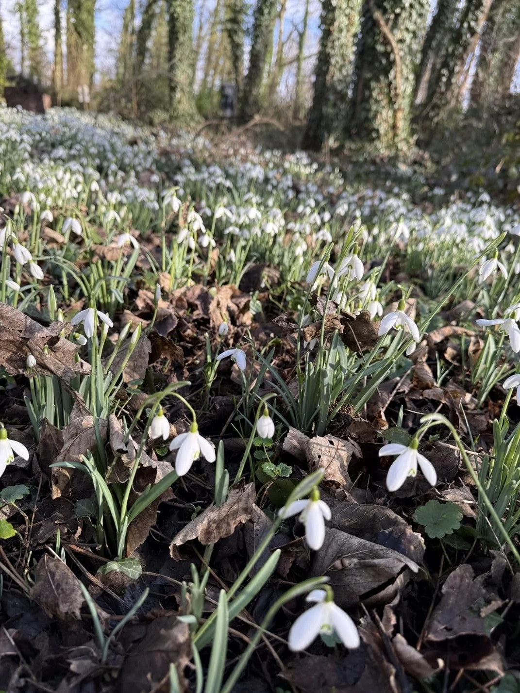 Fleurs de perce-neige blanches dans une forêt au sol