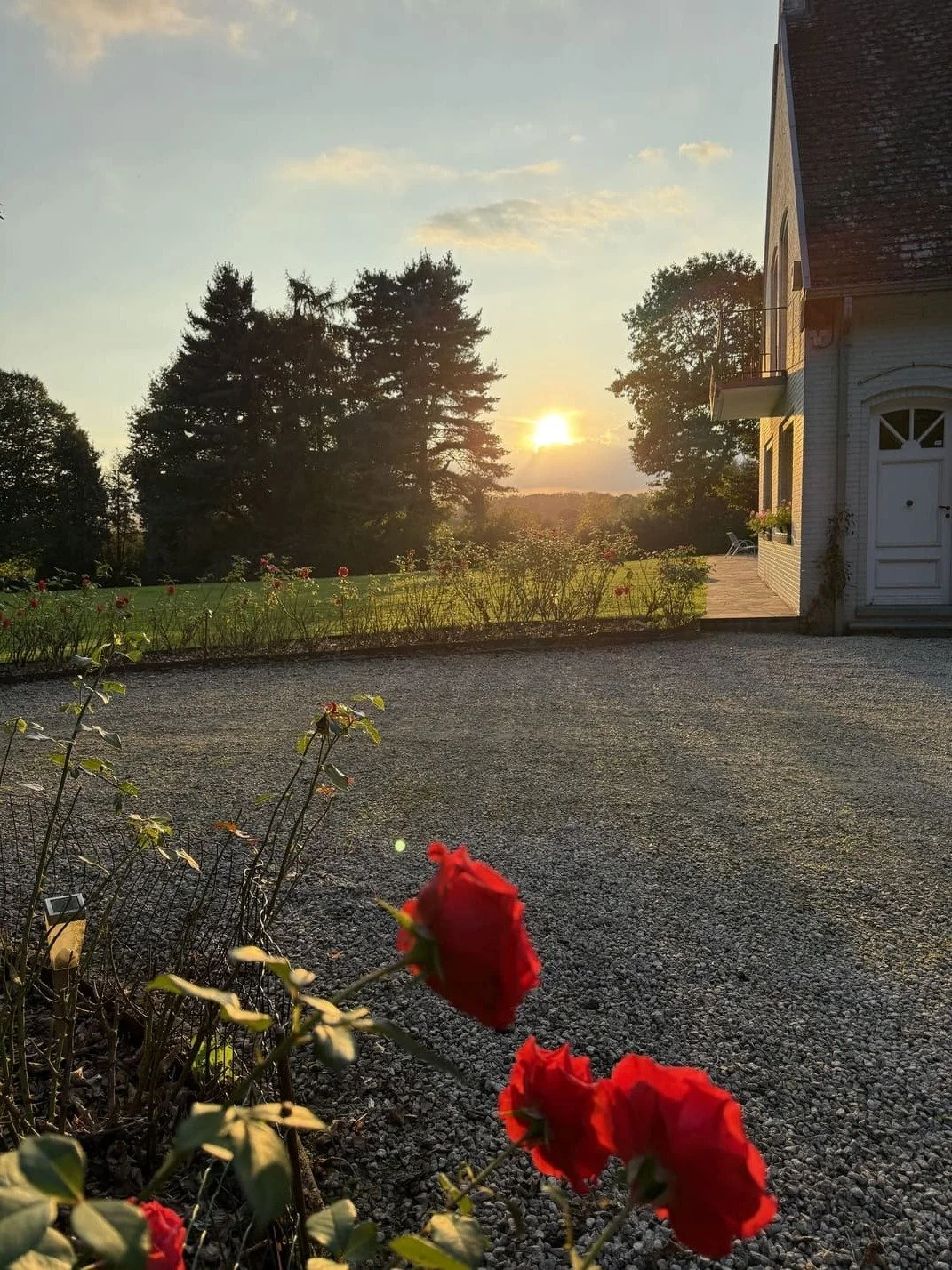 Un coucher de soleil sur un jardin avec des roses rouges en premier plan, un pelouse verte, des arbres et une maison en arrière-plan.