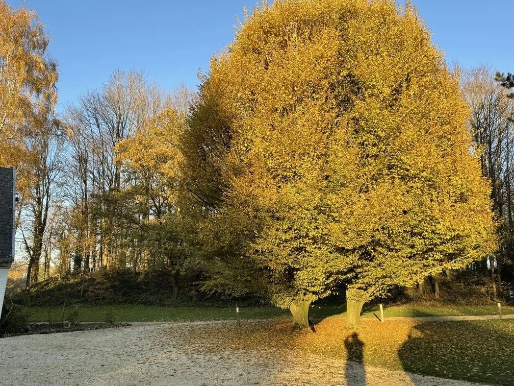 Arbre d'automne avec feuillage doré, soleil couchant, ombres des personnes en silhouette sur le sol.