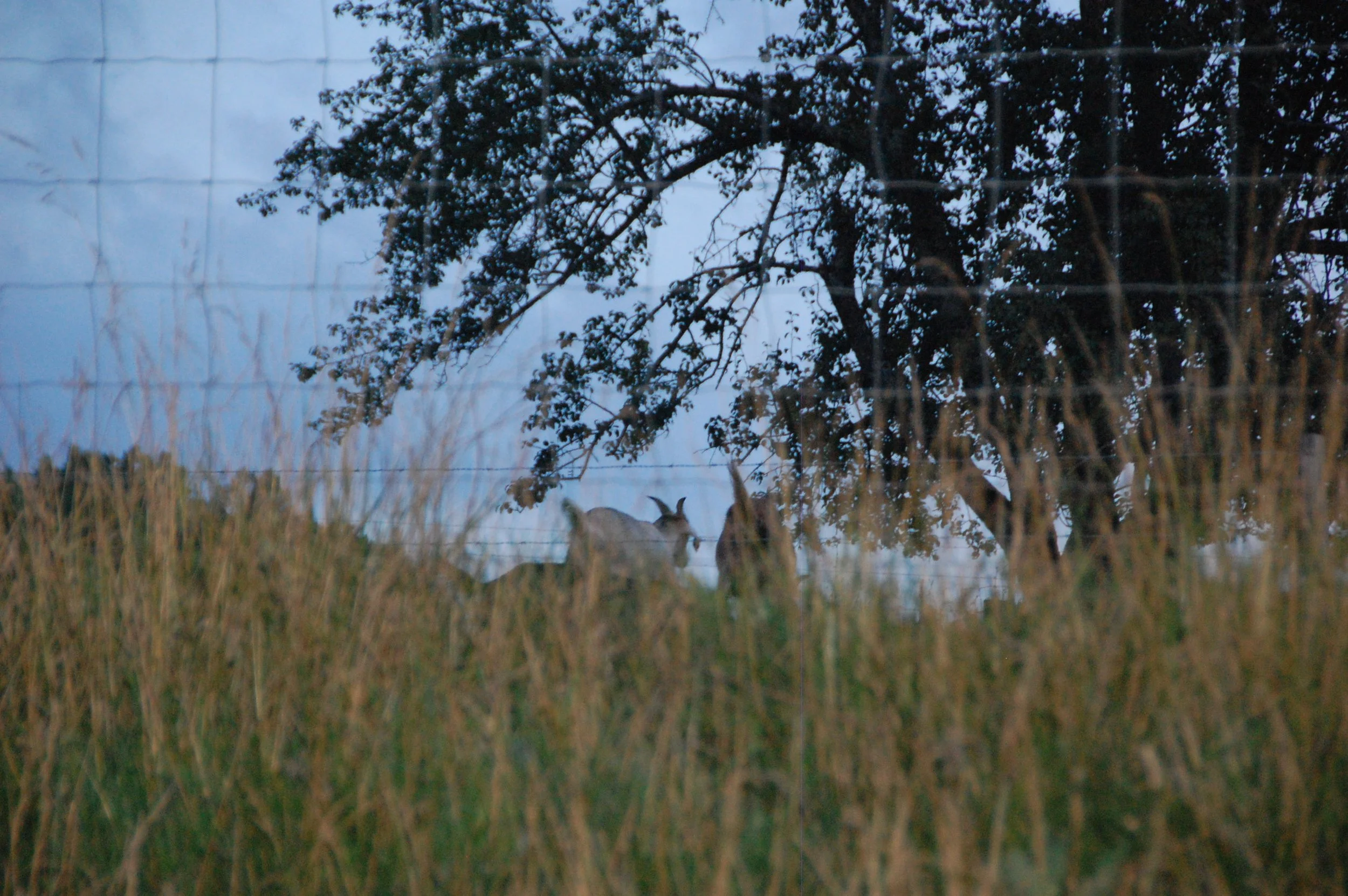 DSC_4139.JPG