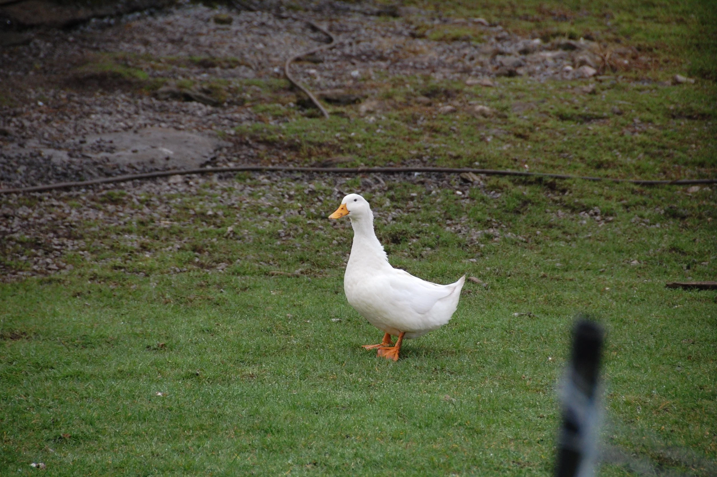 DSC_3855.JPG