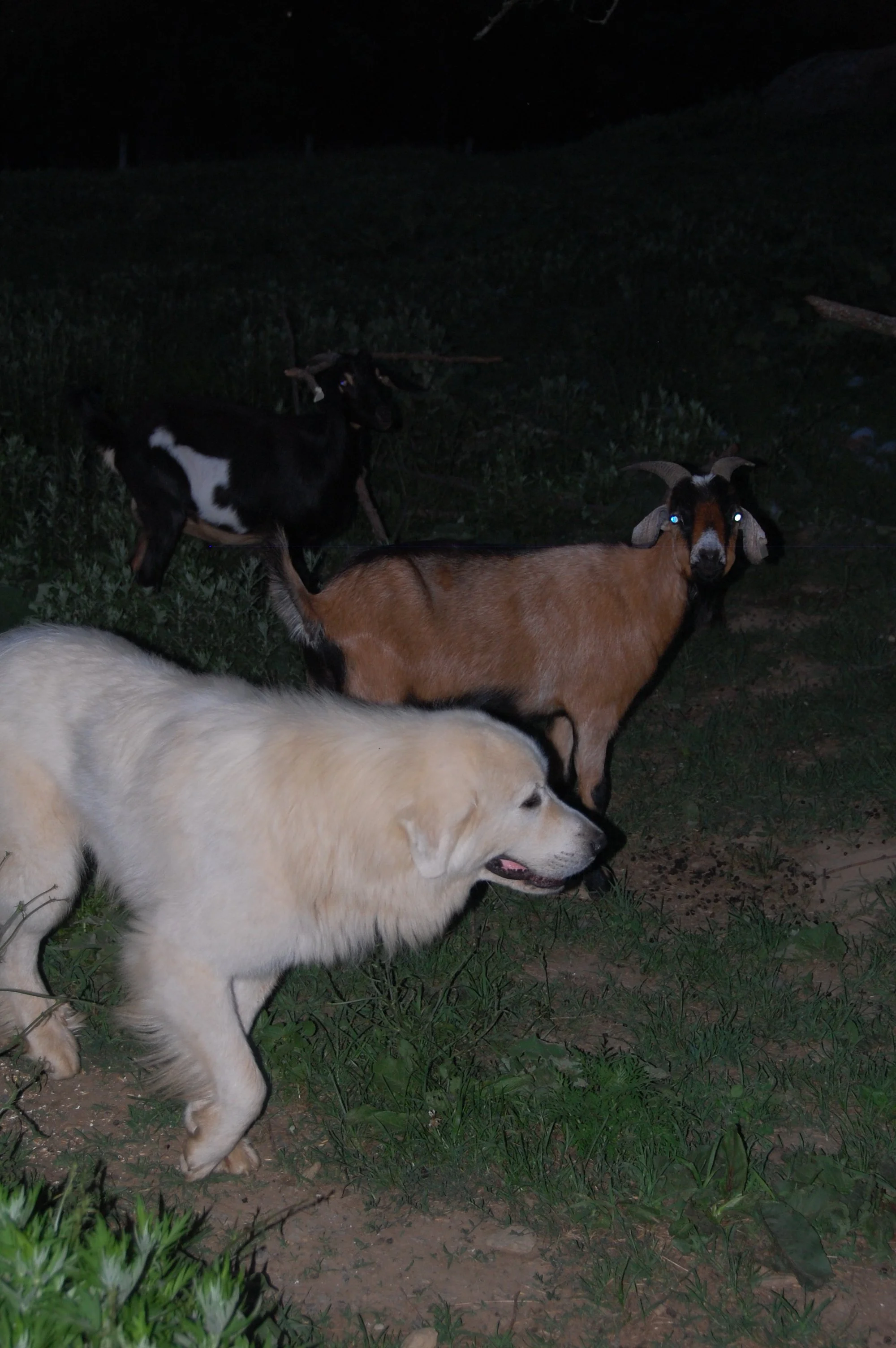 DSC_4157.JPG