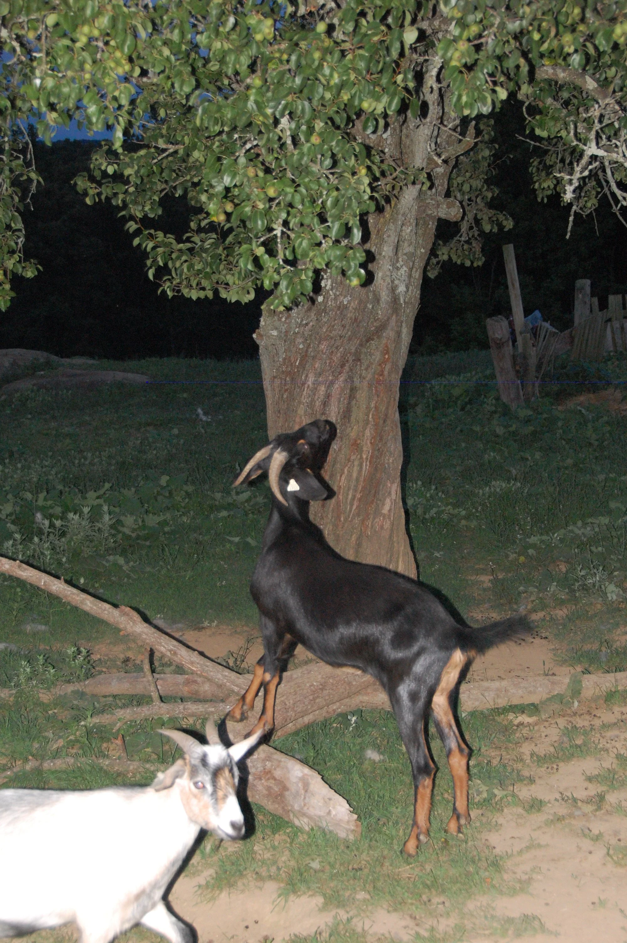 DSC_4156.JPG