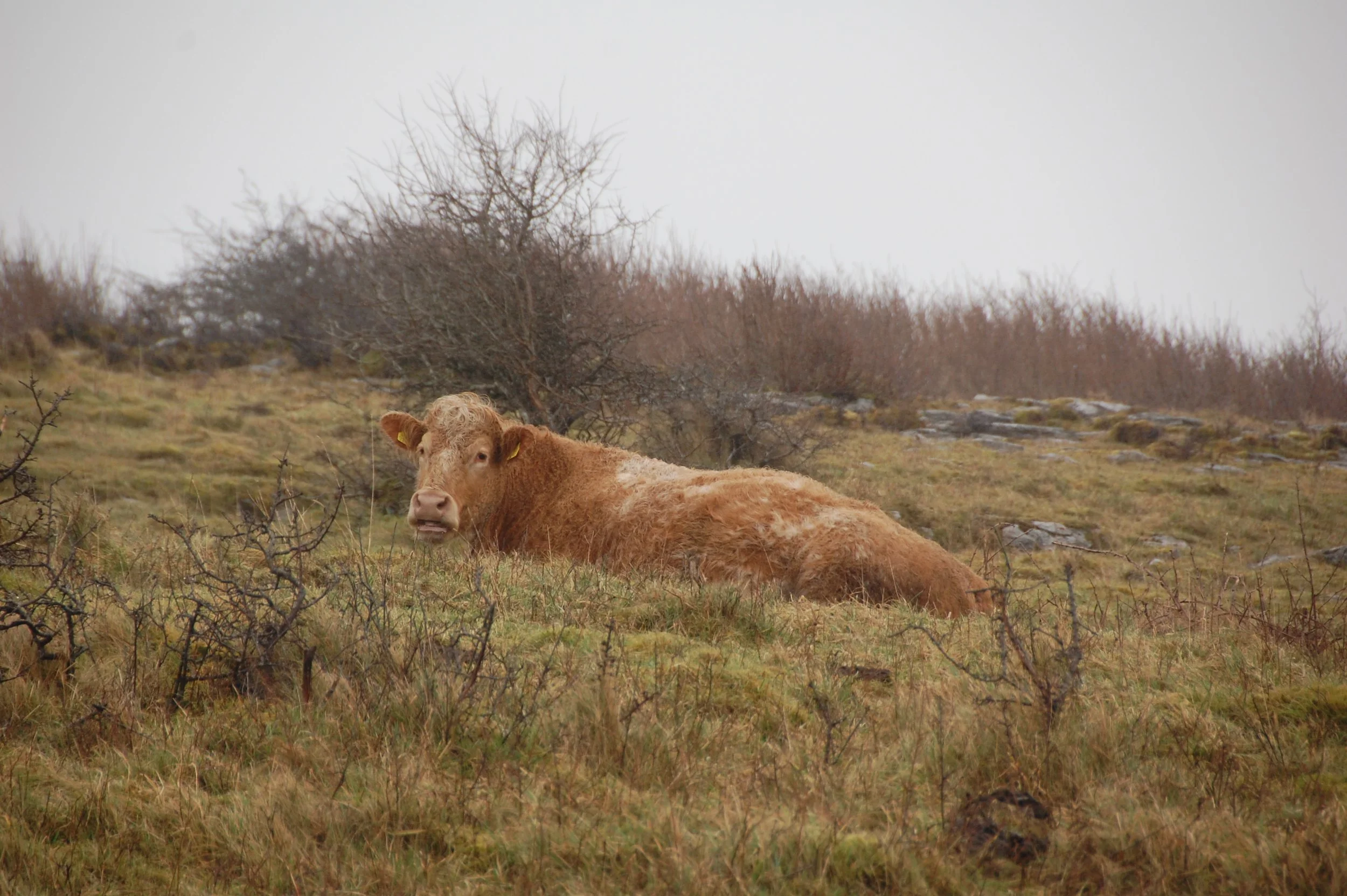 DSC_3871.JPG