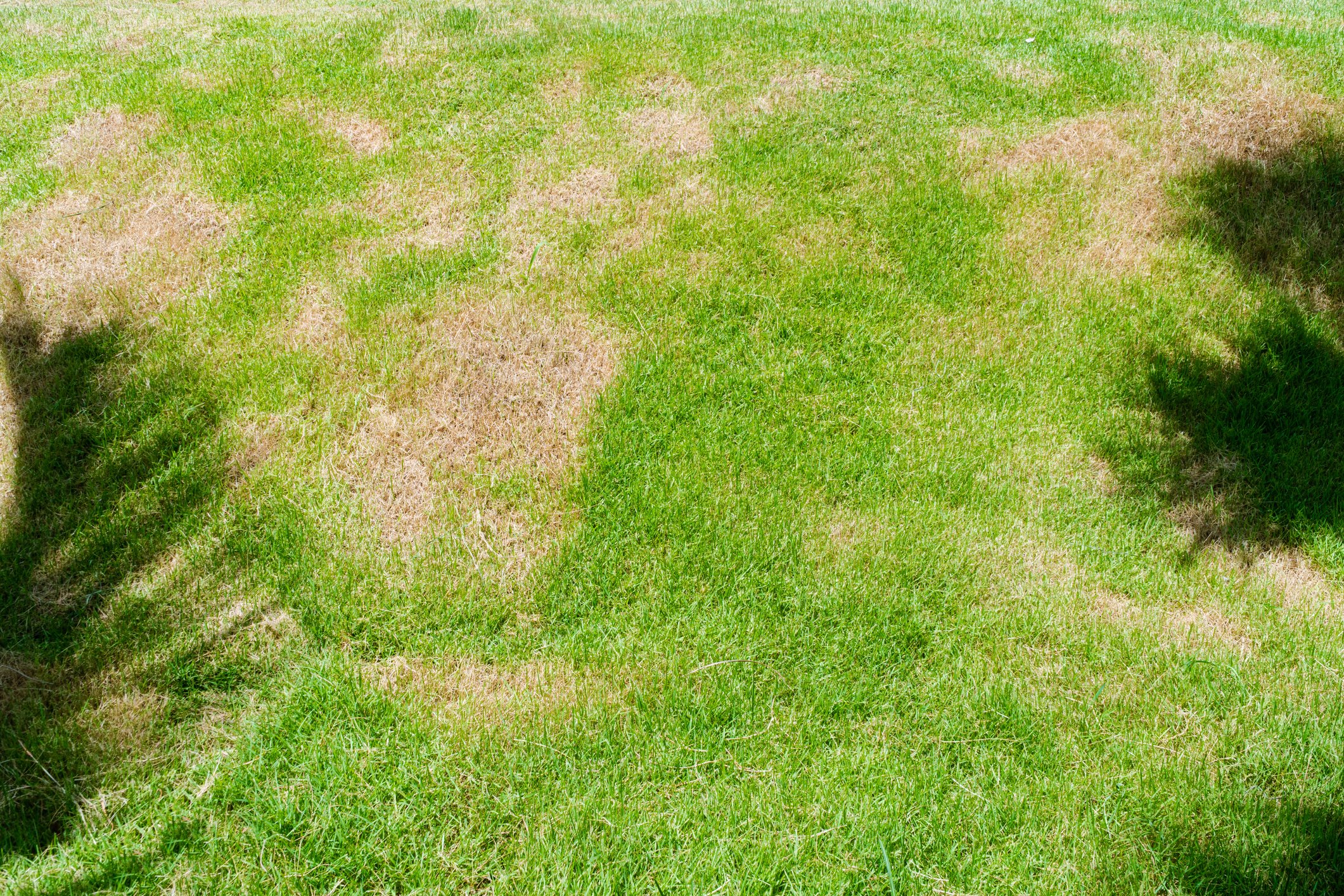 Diseased lawn