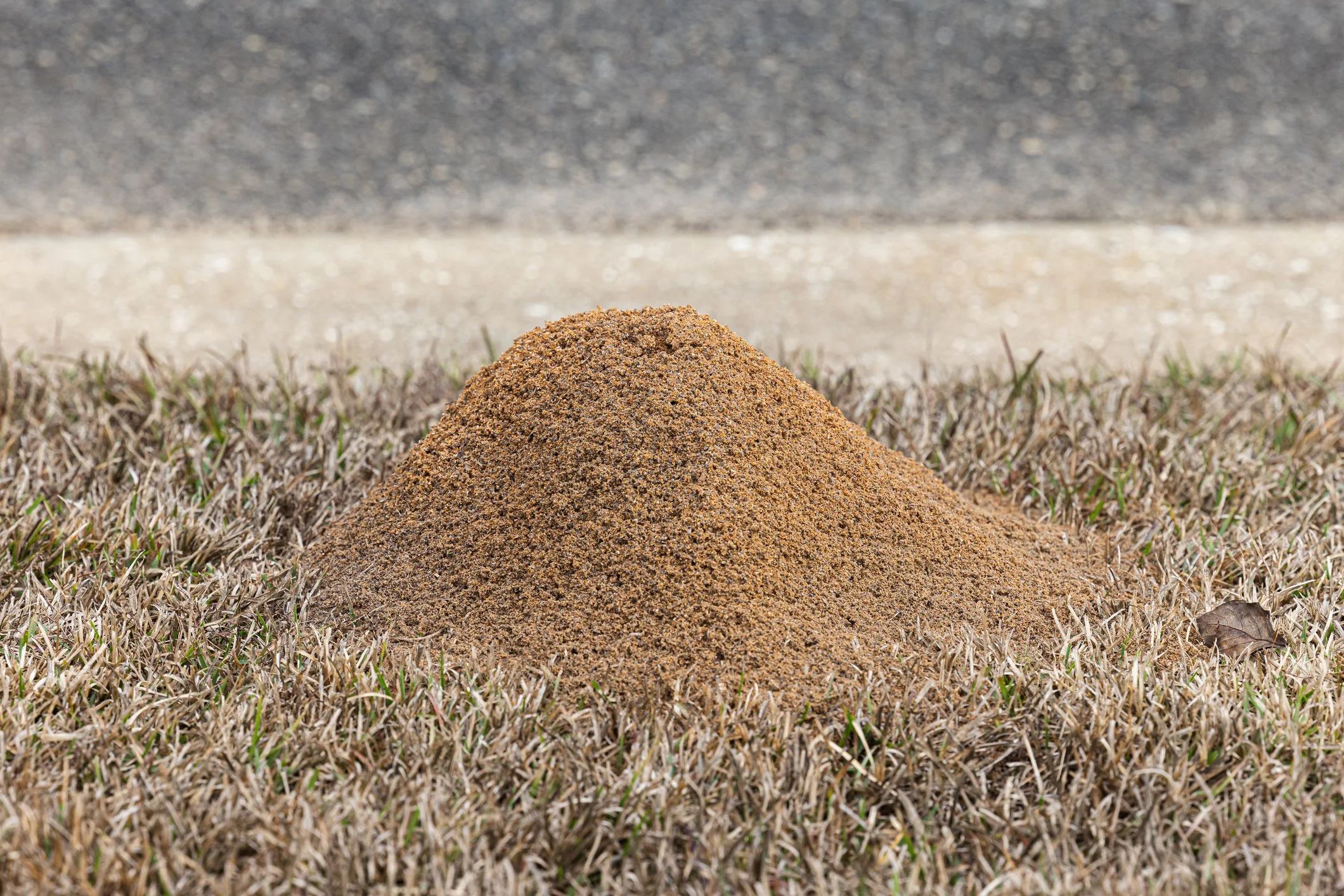 Fire ant mound