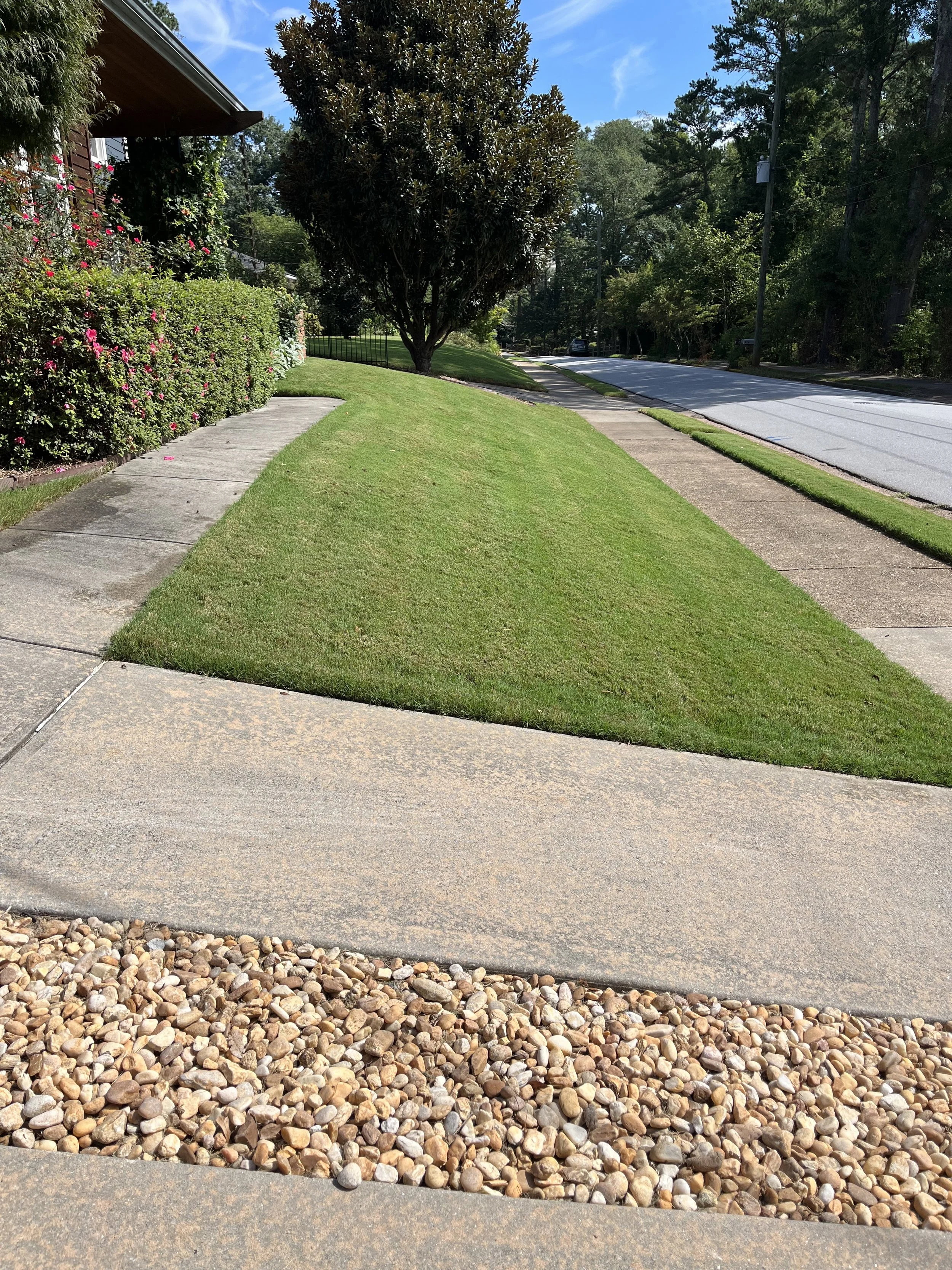 A suburban sidewalk scene with a landscaped lawn, a tree, bushes with pink flowers, a concrete sidewalk, and a street with cars in the distance under a blue sky.