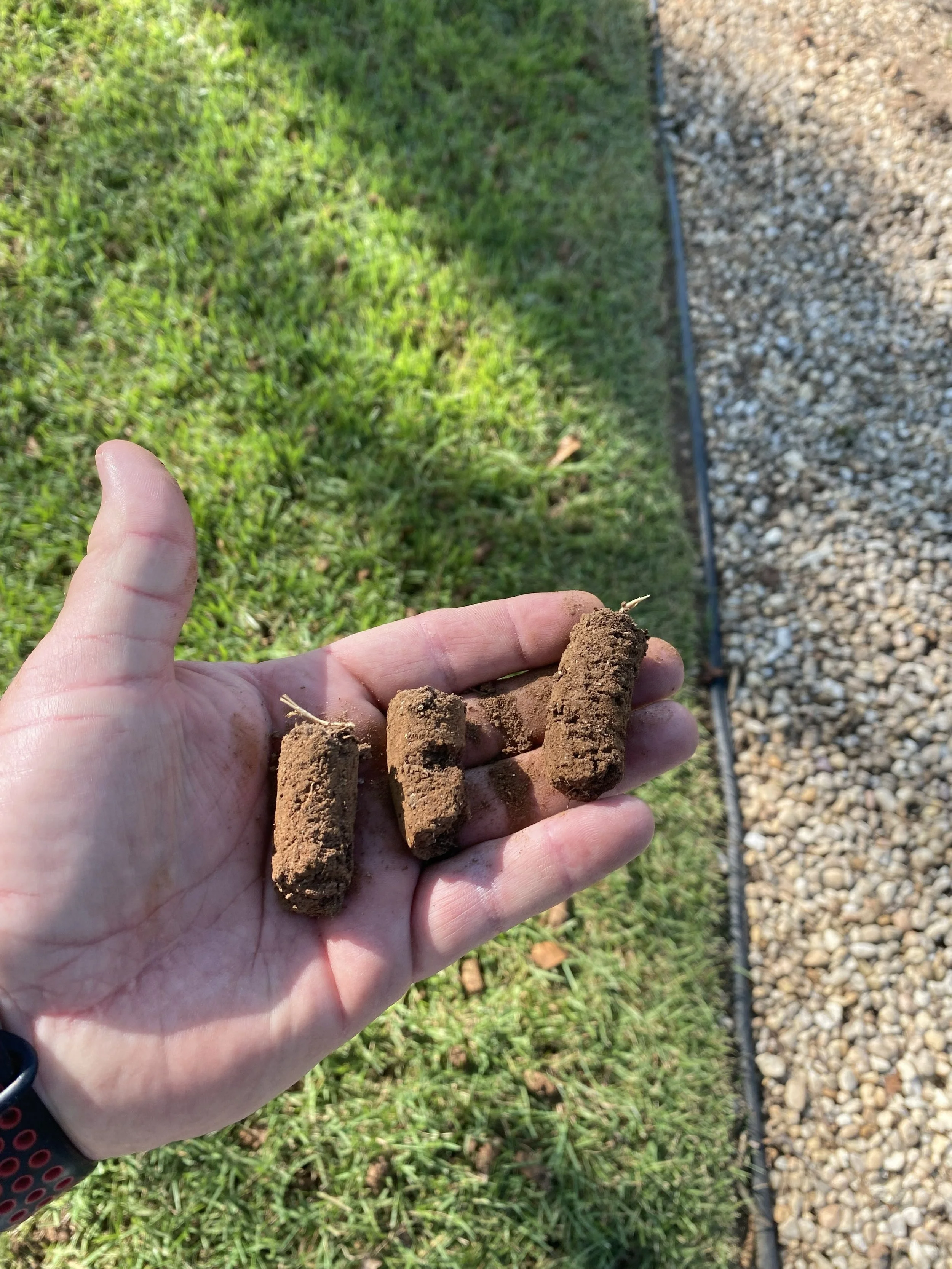 Cores pulled from the soil with a core aerator