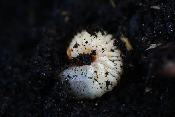 Grub larvae