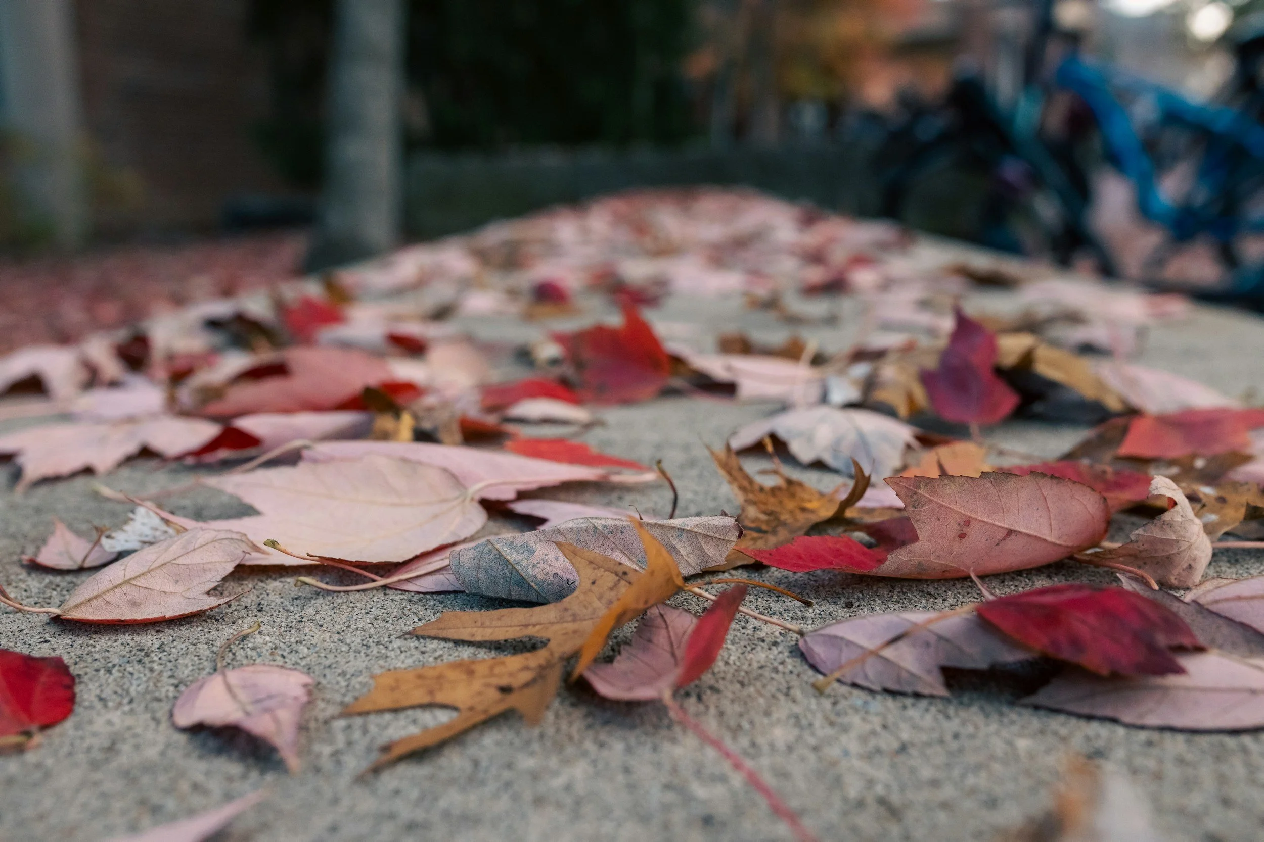 Close-up of fallen autumn leaves scattered on a concrete surface with a blurred background of trees, fences, and bicycles.