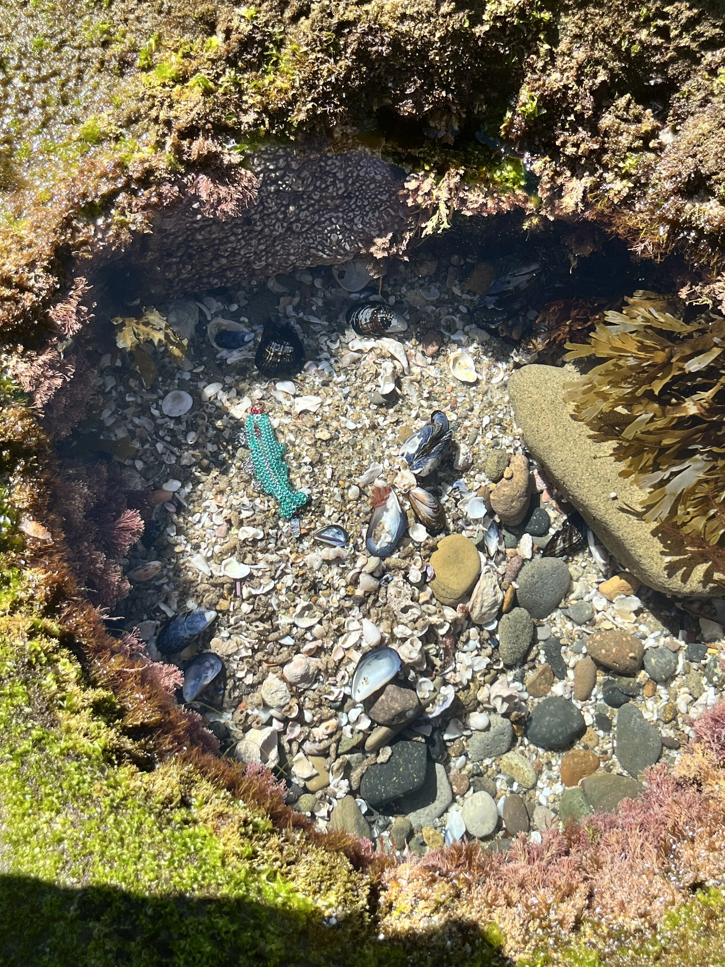 Miss Fish on the coast 2026