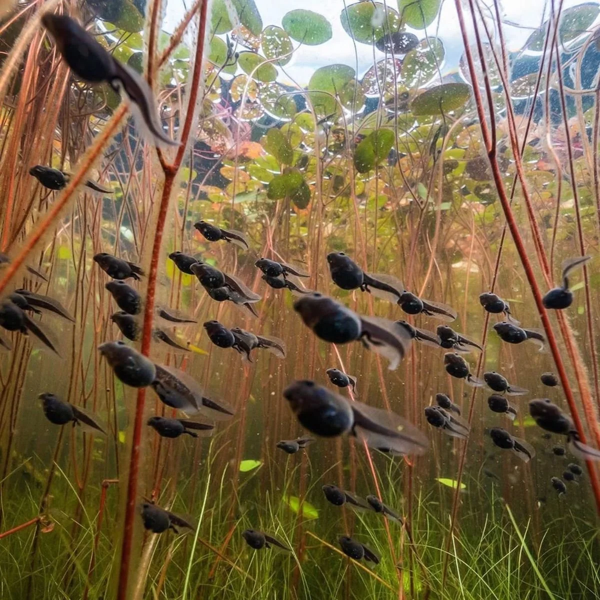 Numerous small black tadpoles swimming among aquatic plants with thin reddish stems and green leaves above water surface.