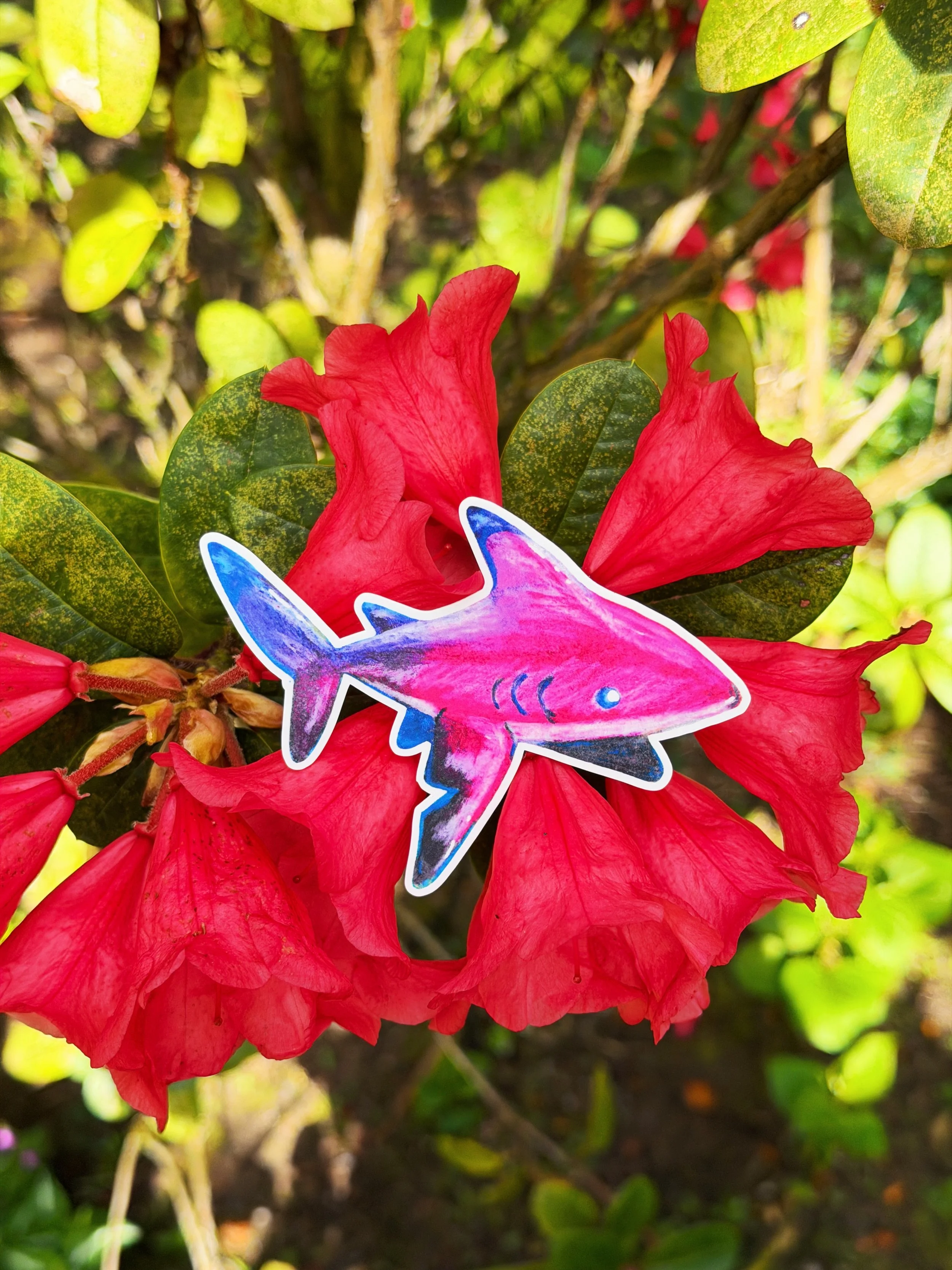 Pink Shark Sticker