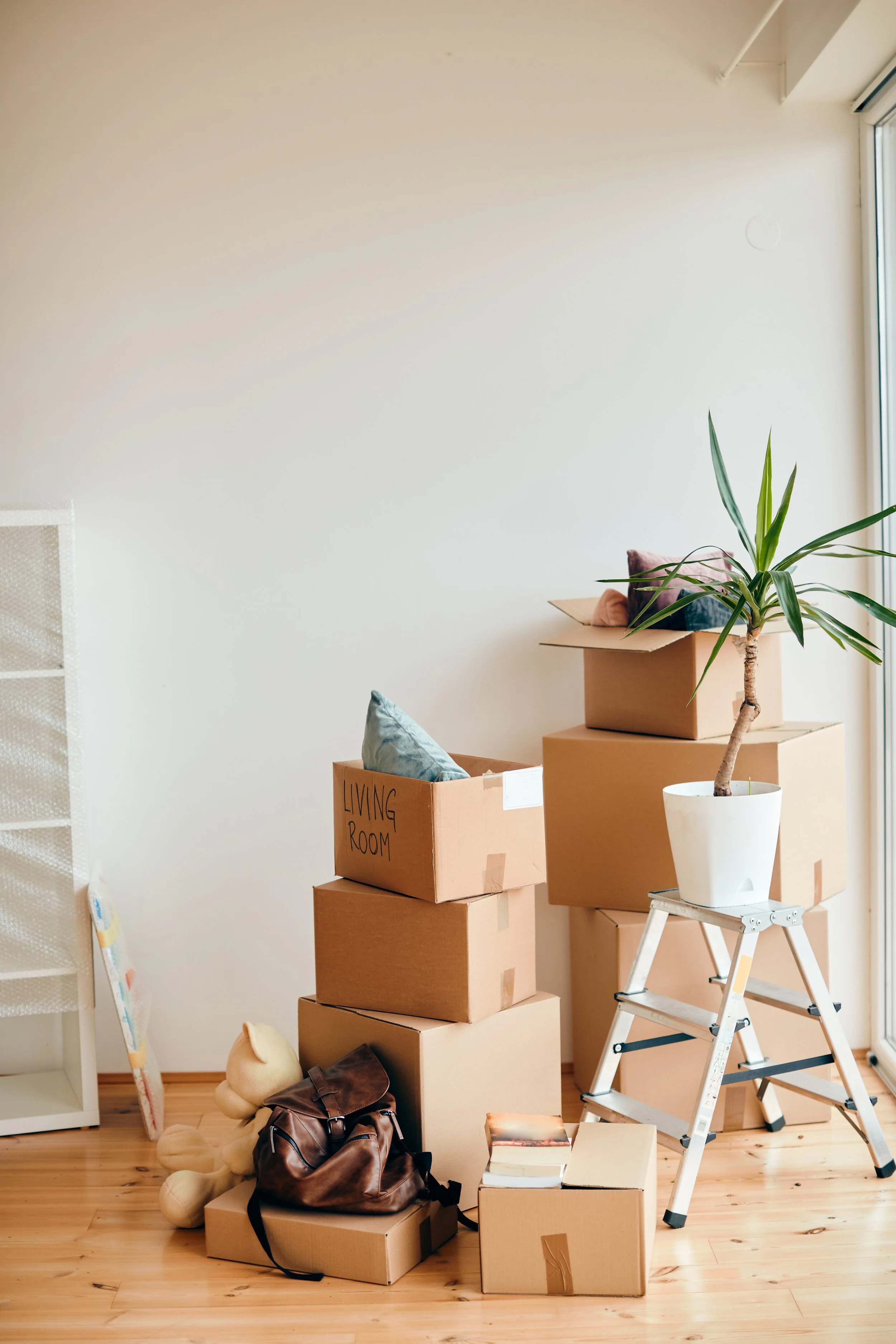 carboard-boxes-potted-plant-new-apartment.jpg