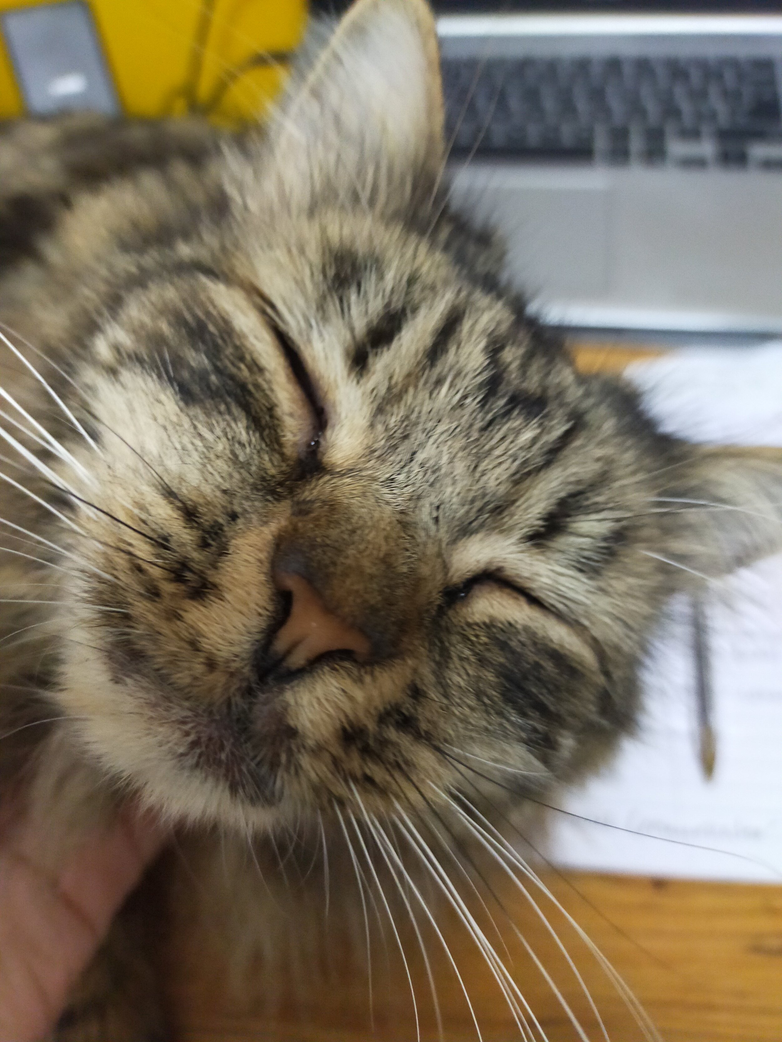 A close up image of a tabby cat with long whiskers, happily closing his eyes