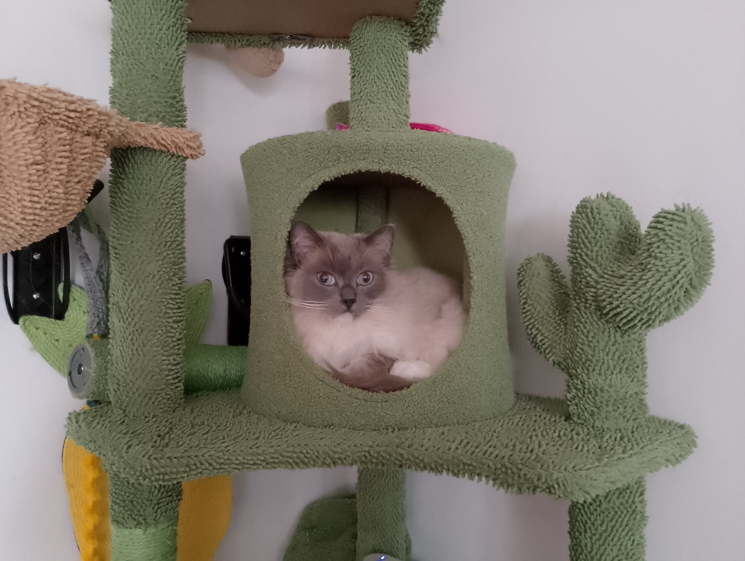 A ragdool cat is curled up inside a den within a green cat tower