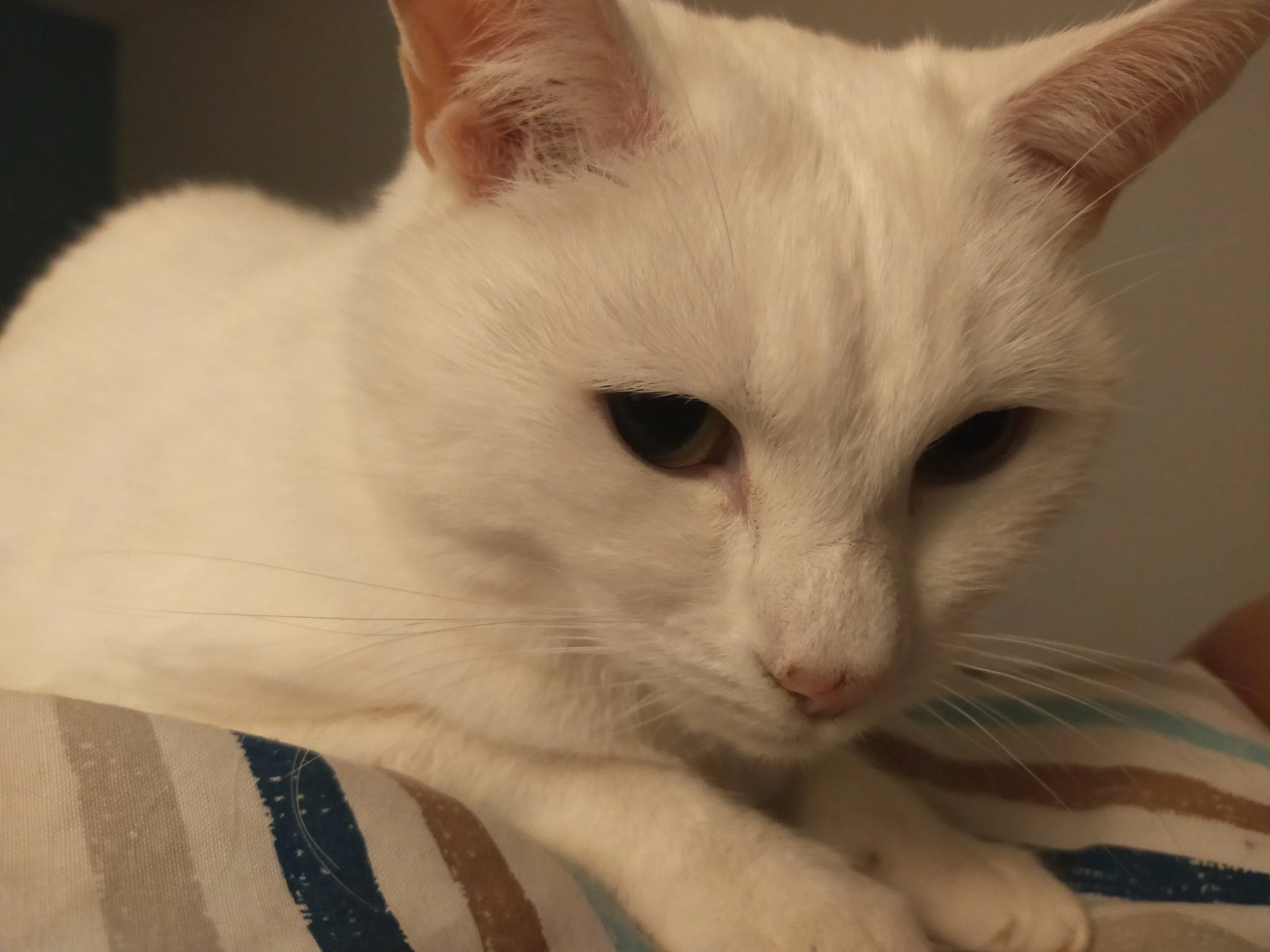 A white shorthaired cat laying on a seat