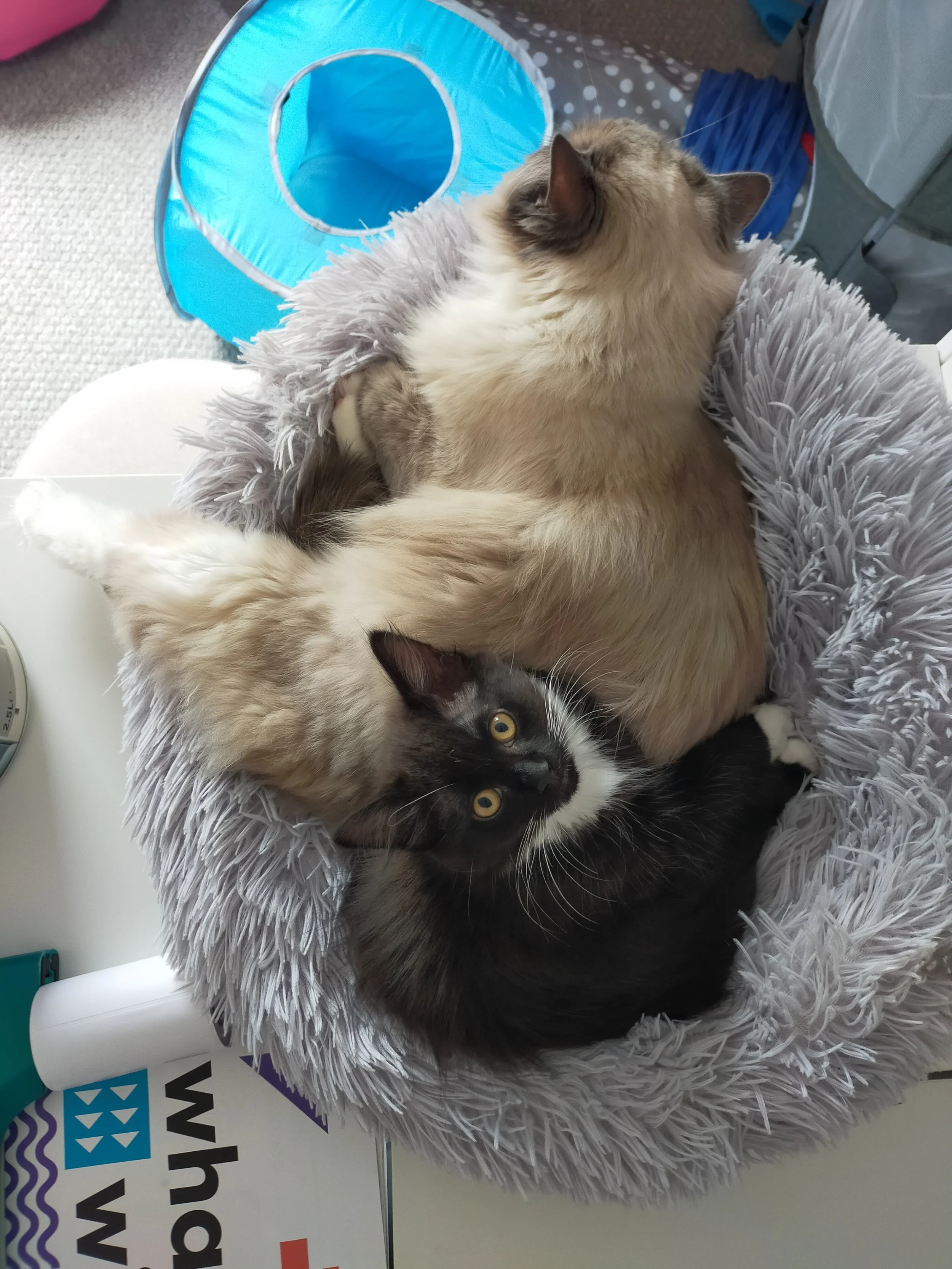 A small black cat is squashed in a cat bed by a large ragdoll cat.