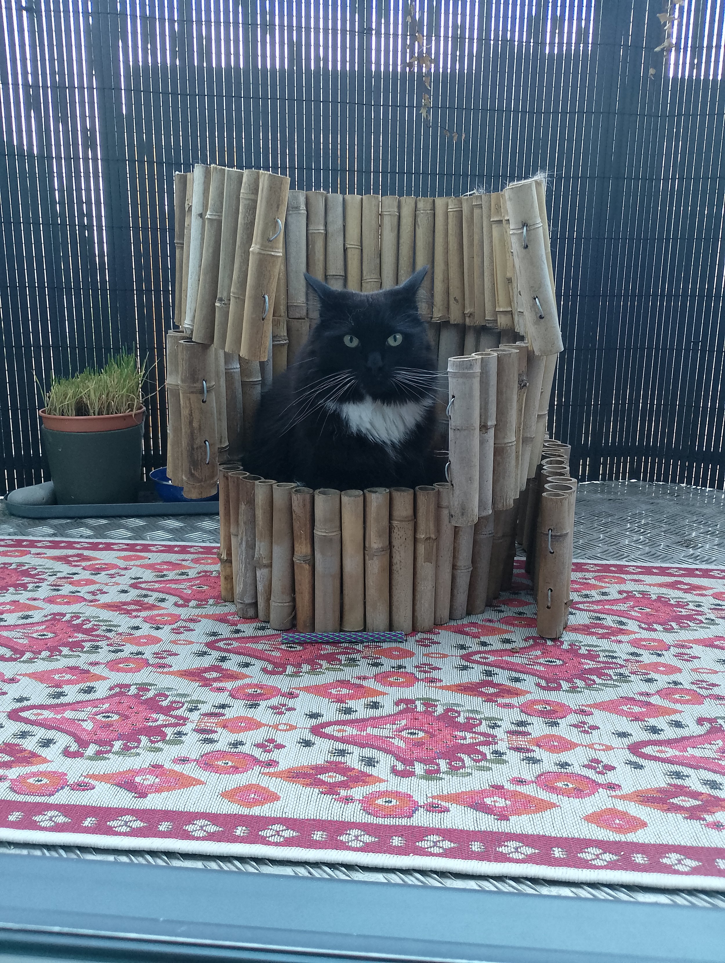 A tuxedo cat is sitting in a circle of garden bamboo edging. He looks like royalty.