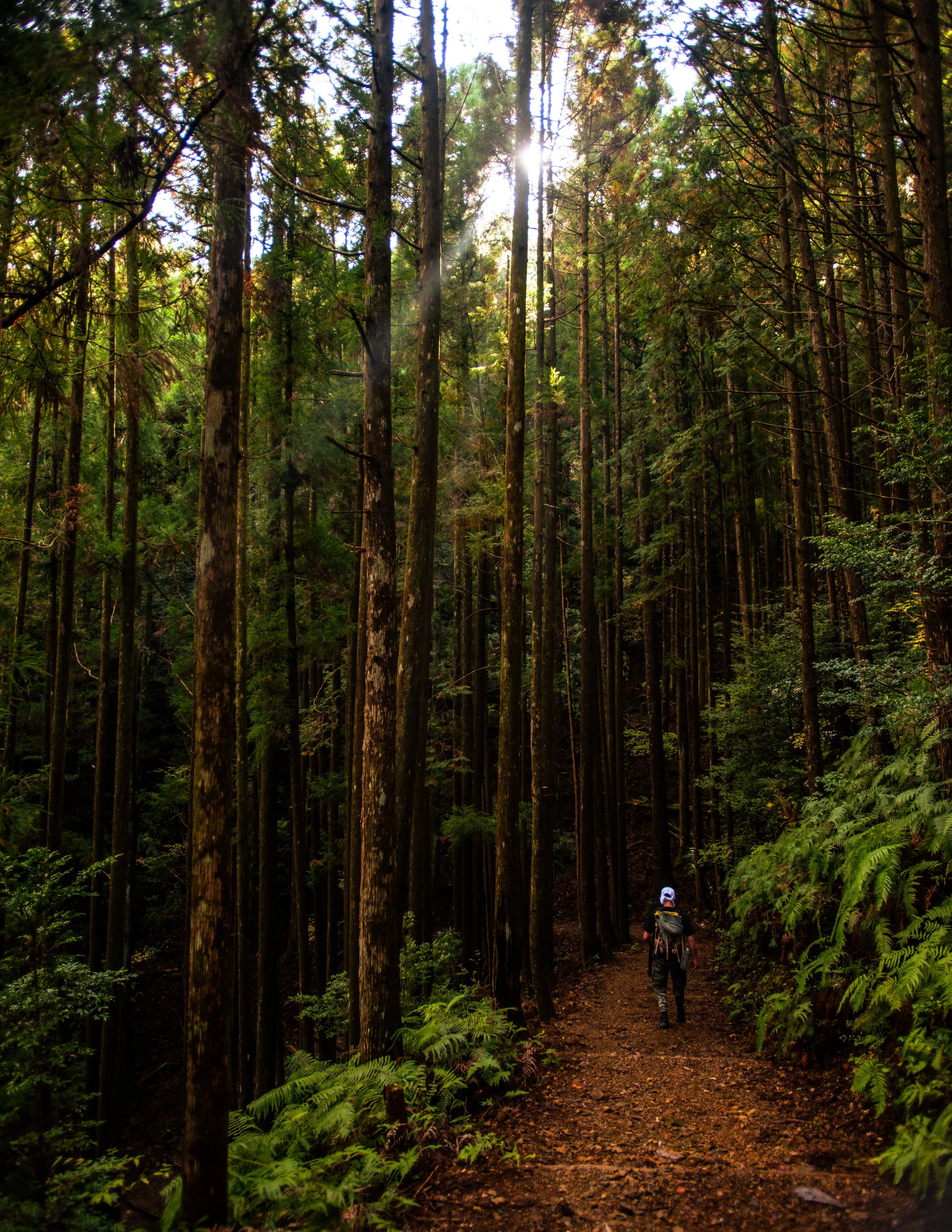 Winding, 900-year-old trails