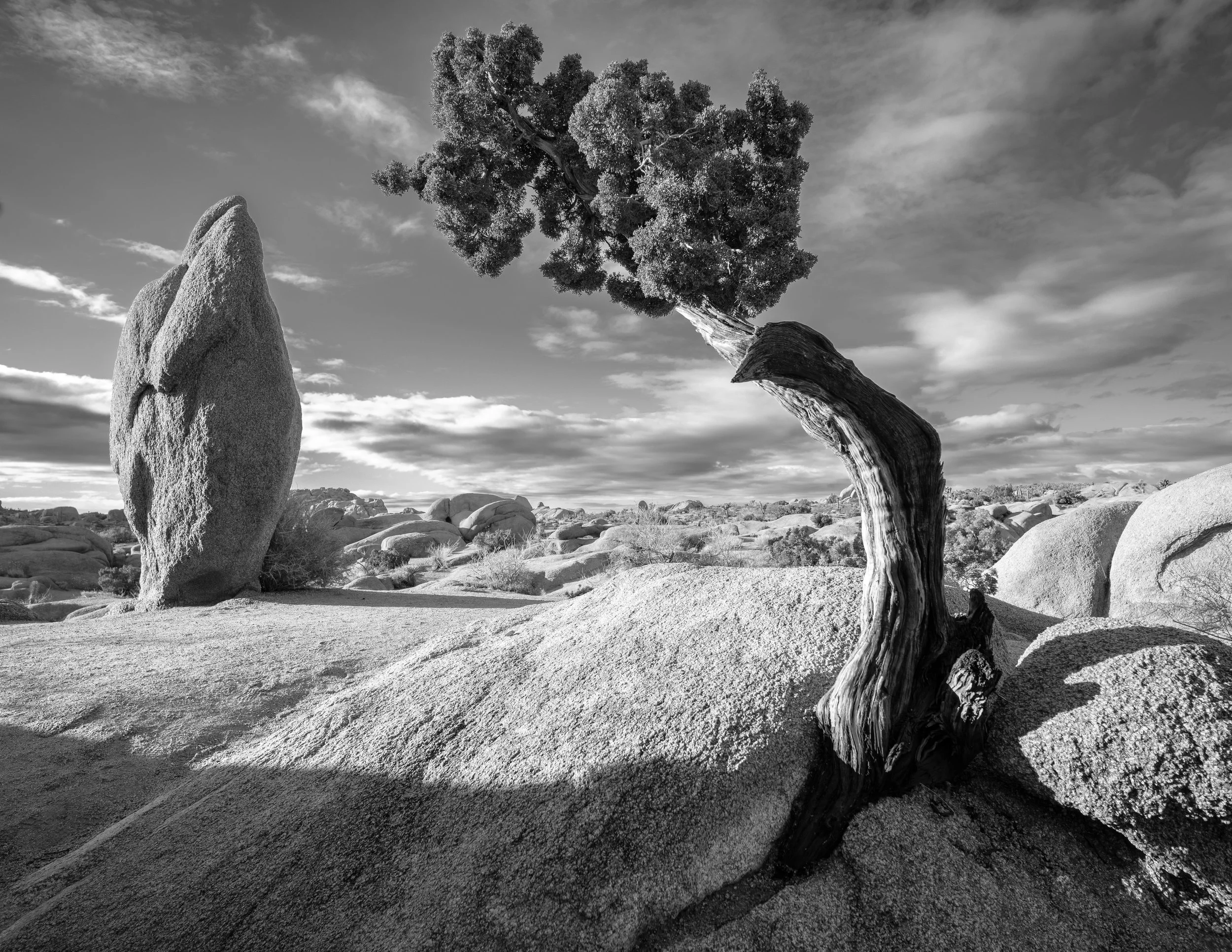 Juniper tree at Penguin Rock