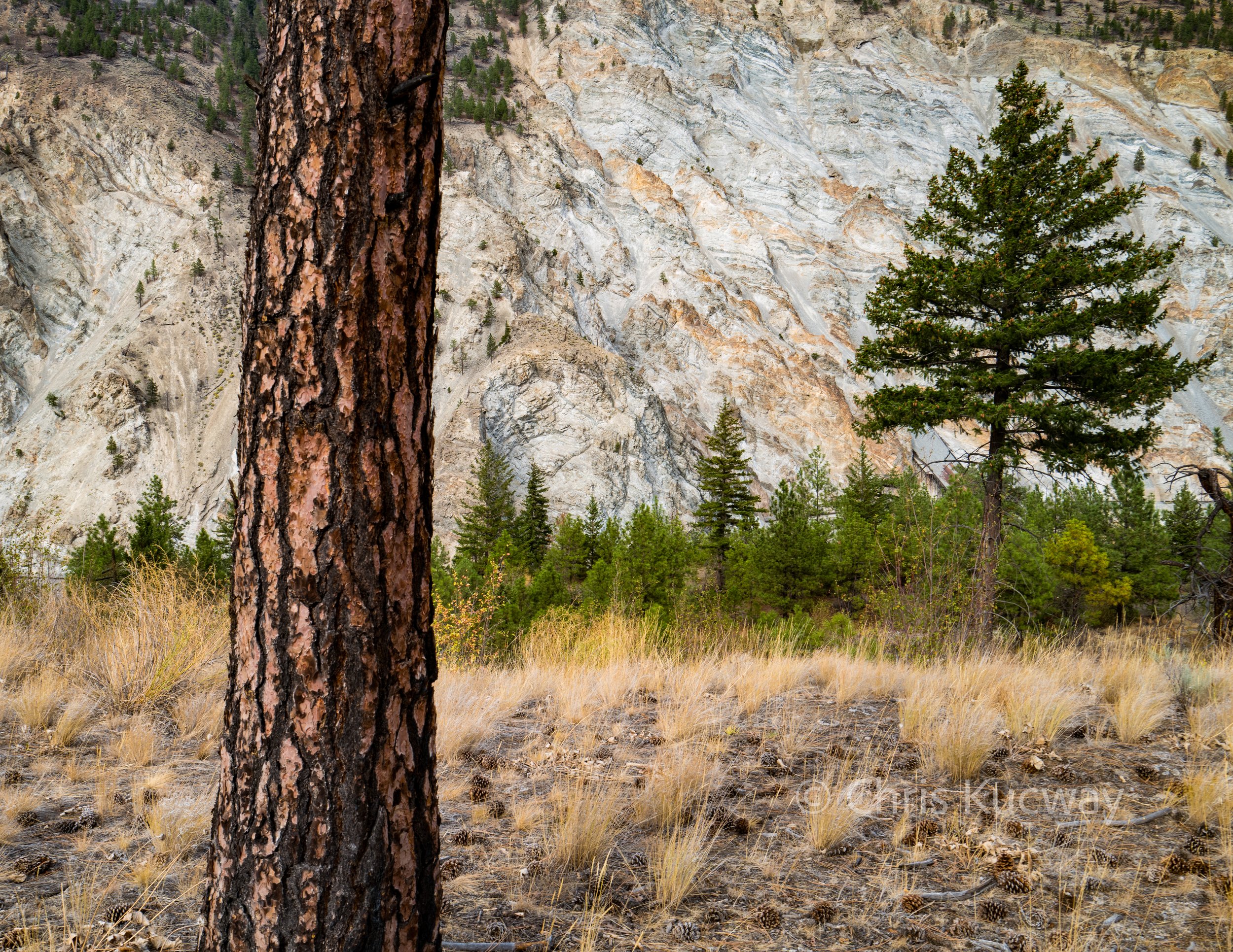 A patch of Ponderosa pines