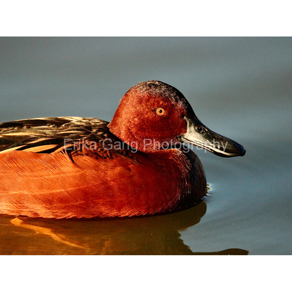 Mister Fired Up Cinnamon teal