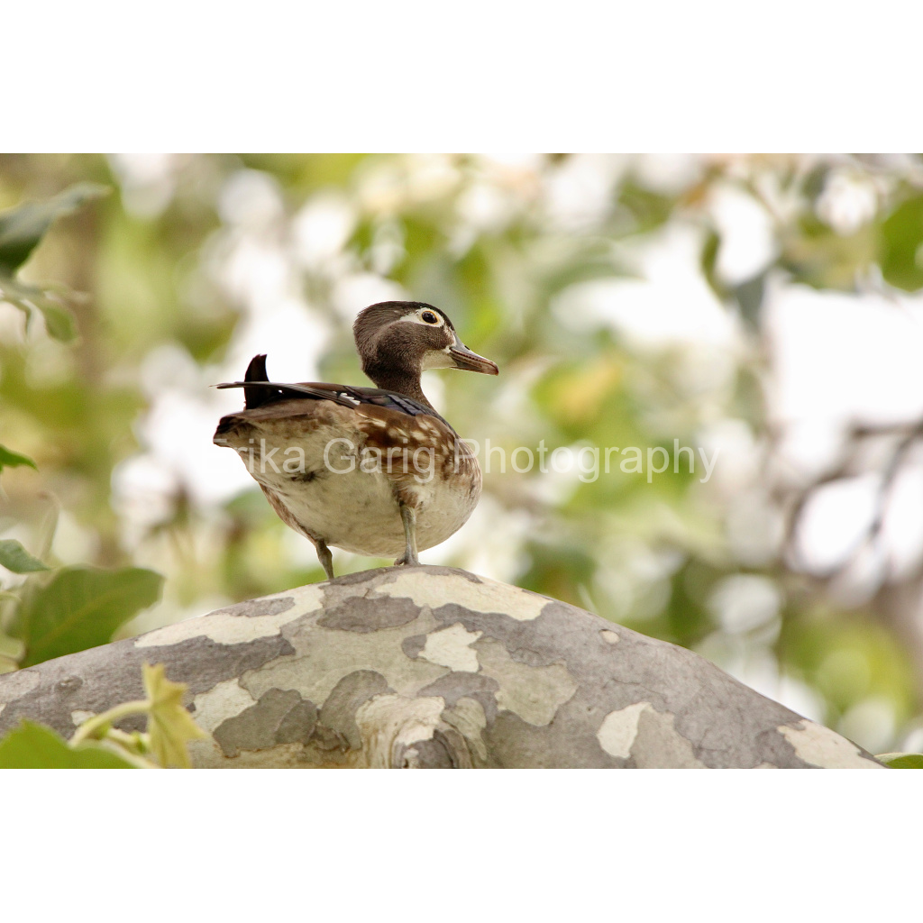 Get My Good Side Wood Duck