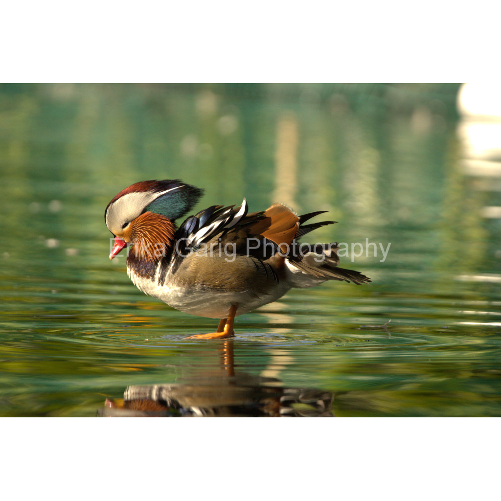 All Shook Up: Mandarin Duck