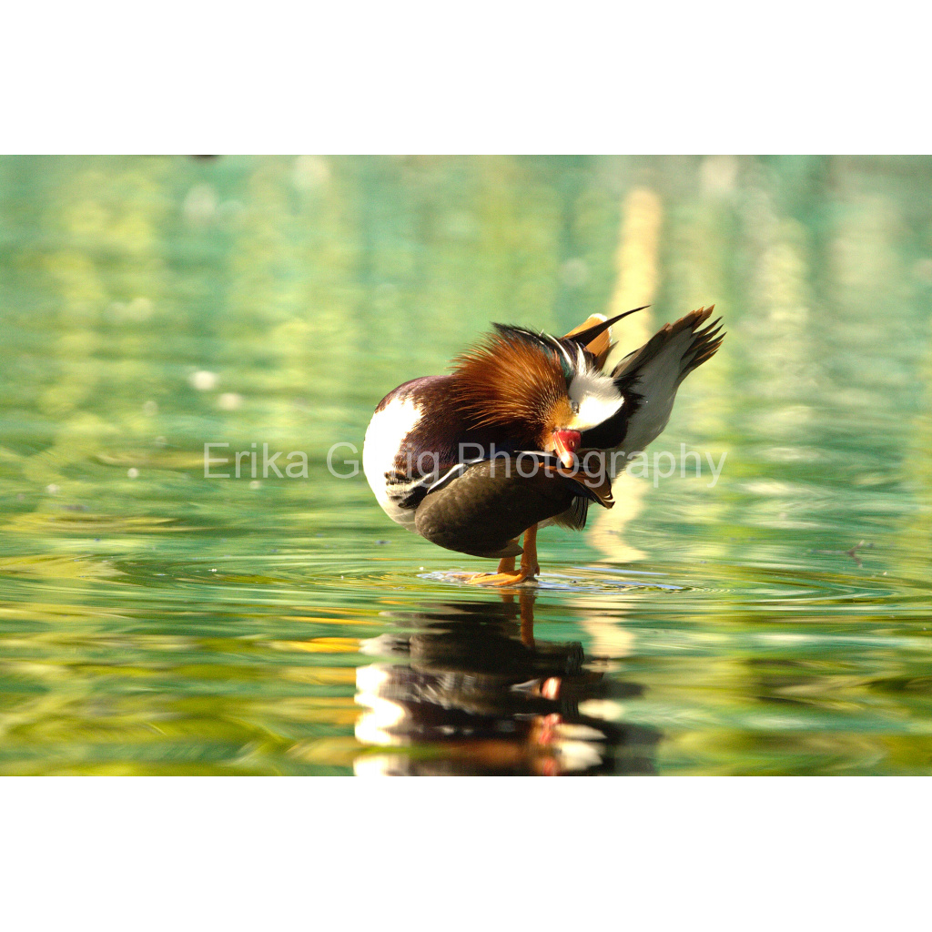 Warmth and Sunshine: Mandarin Duck