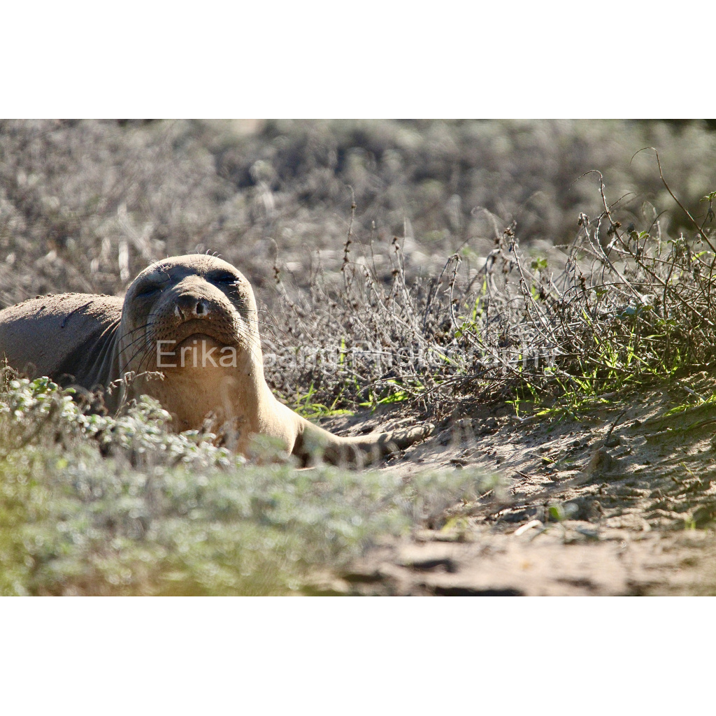 Elephant Seal