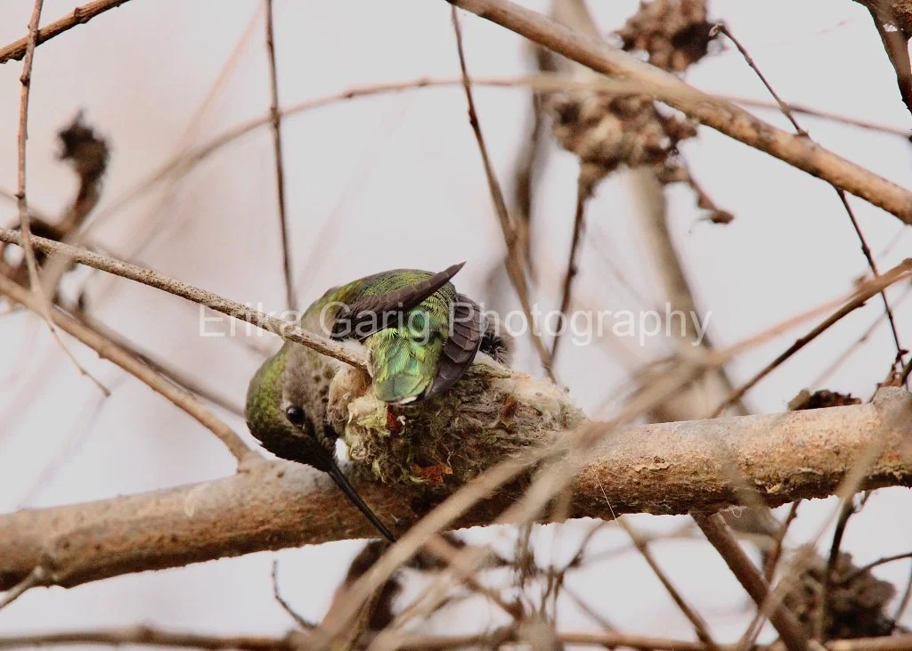 Ana With Her Nest