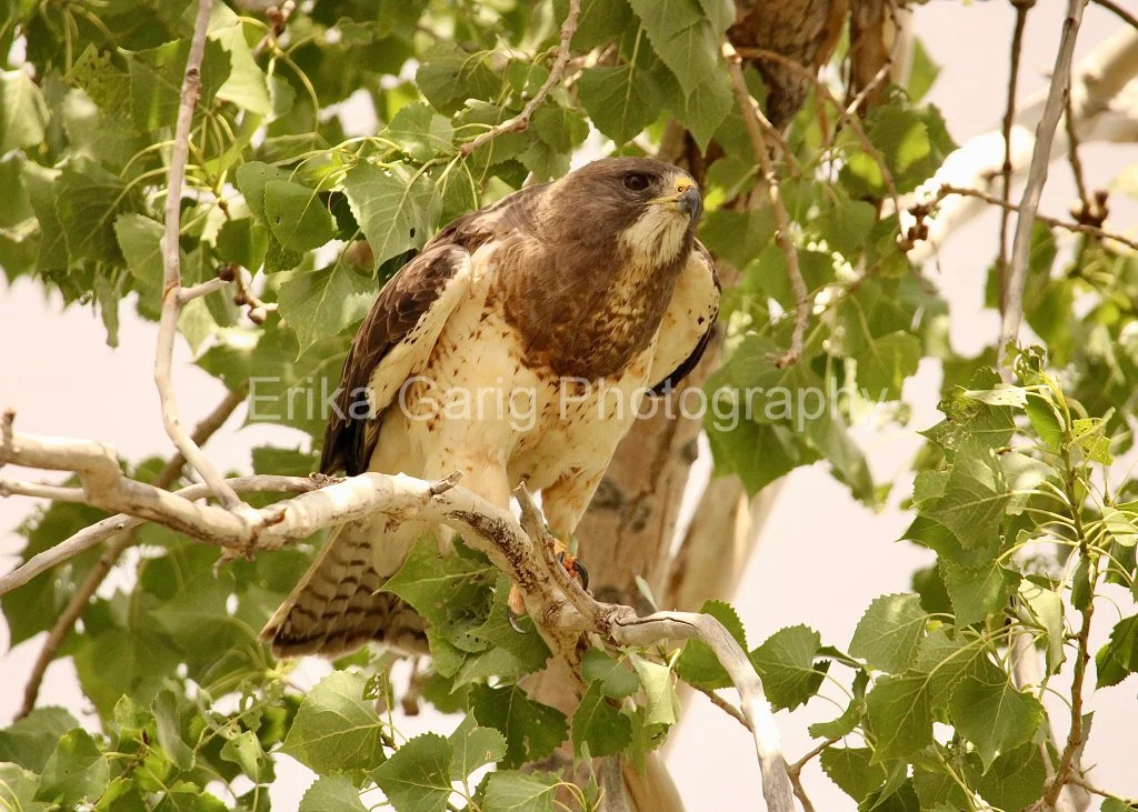 Swainson's Hawk