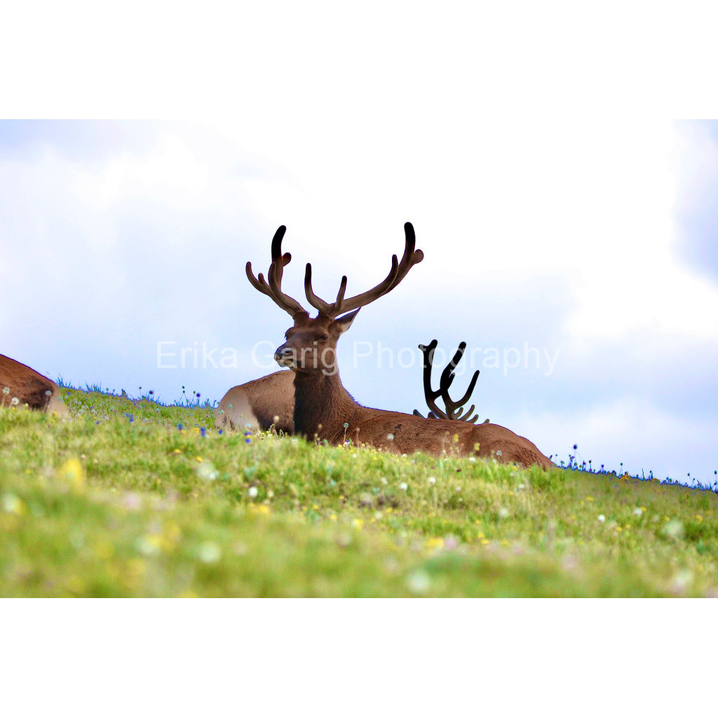 Field of Elk