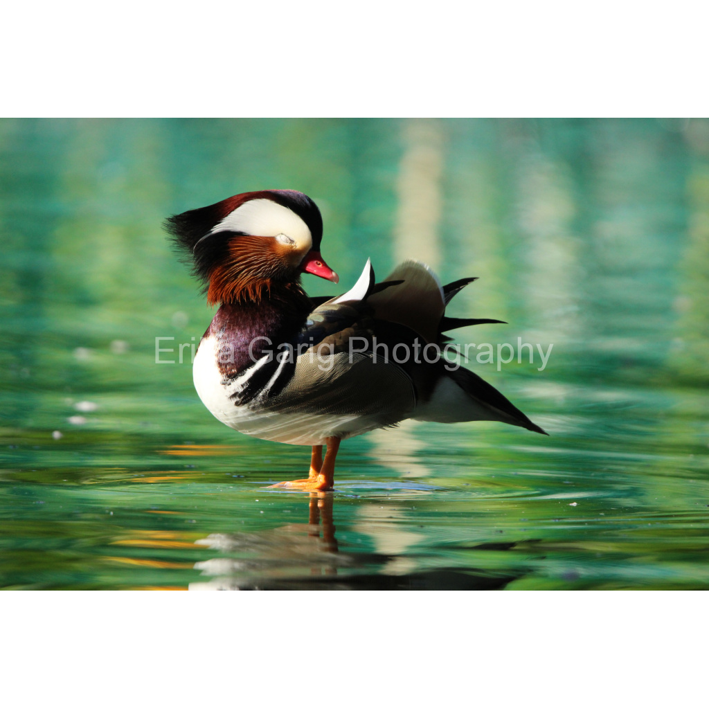 Relaxed and Content Mandarin Duck