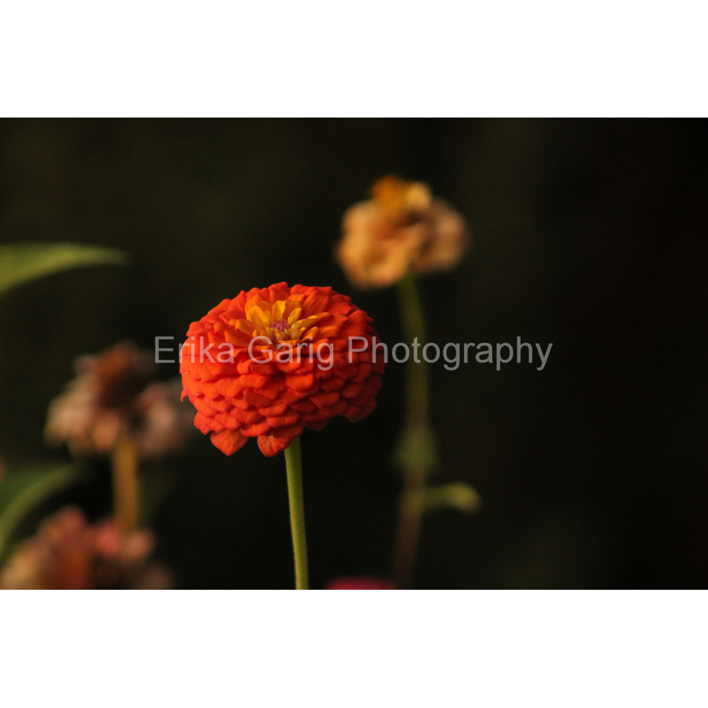 Dramatic Zinnias